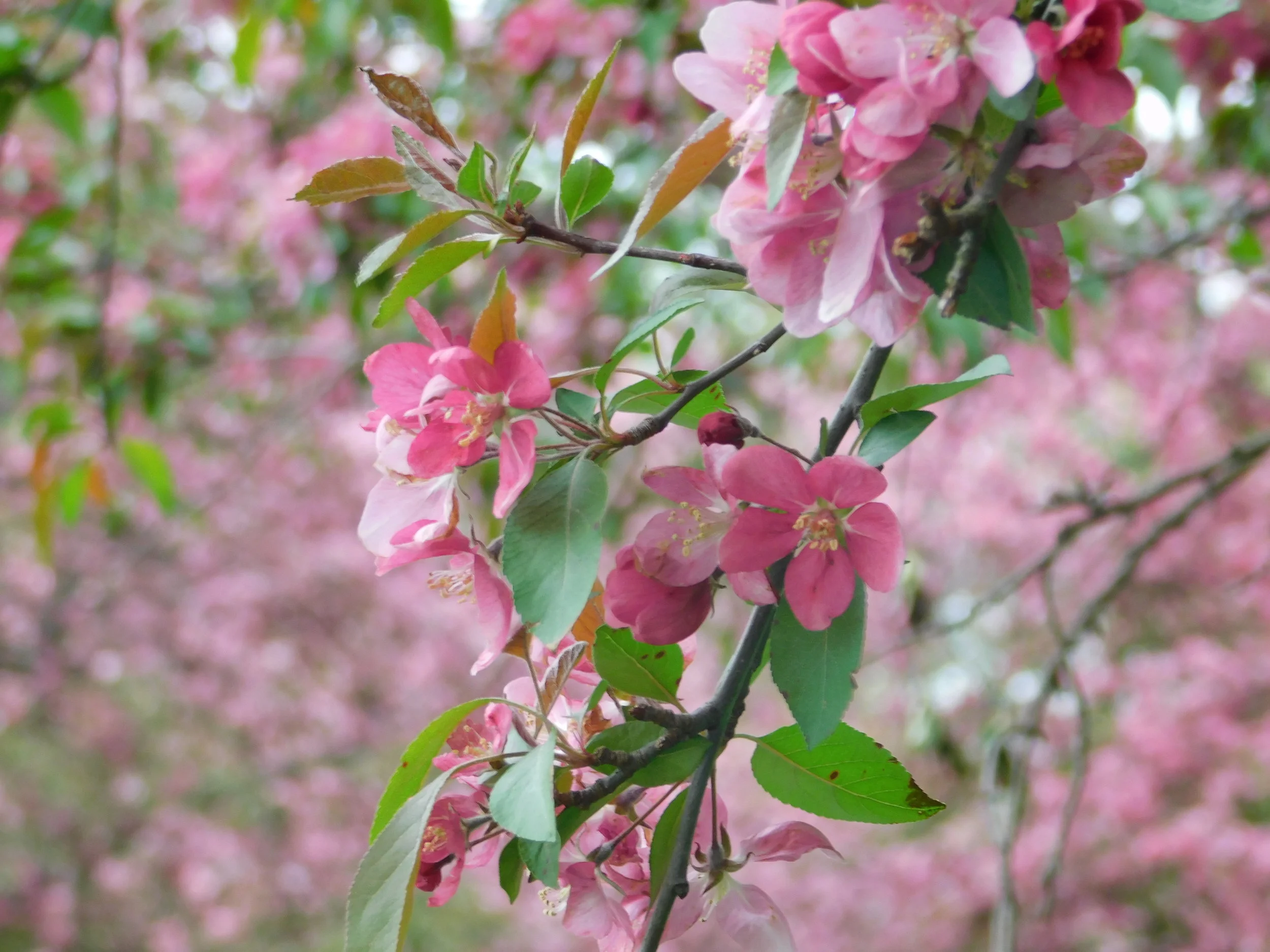 DSCN0233.JPG