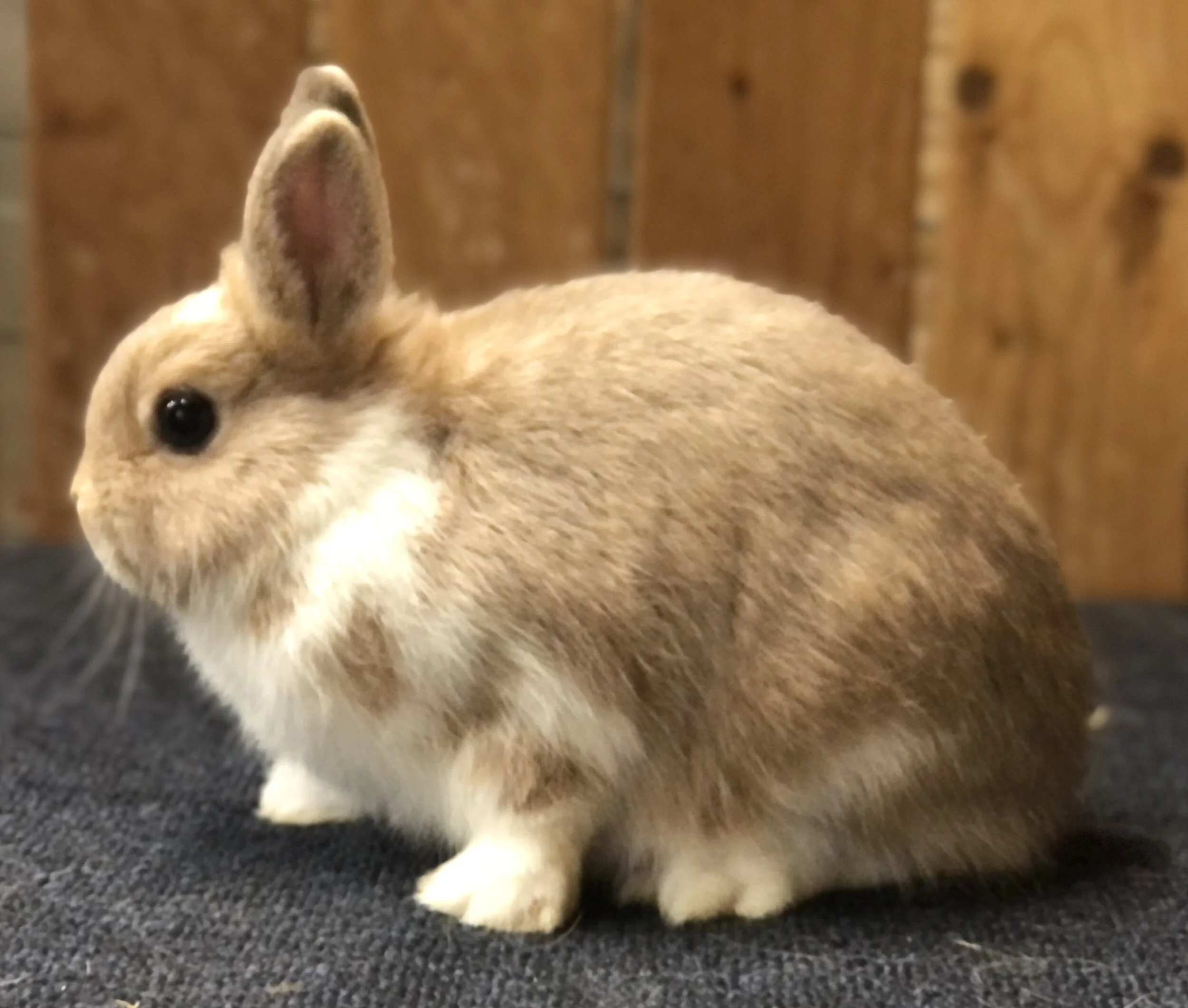 Charm Farm Nigerian Dwarf Goats and Netherland Dwarf Rabbits