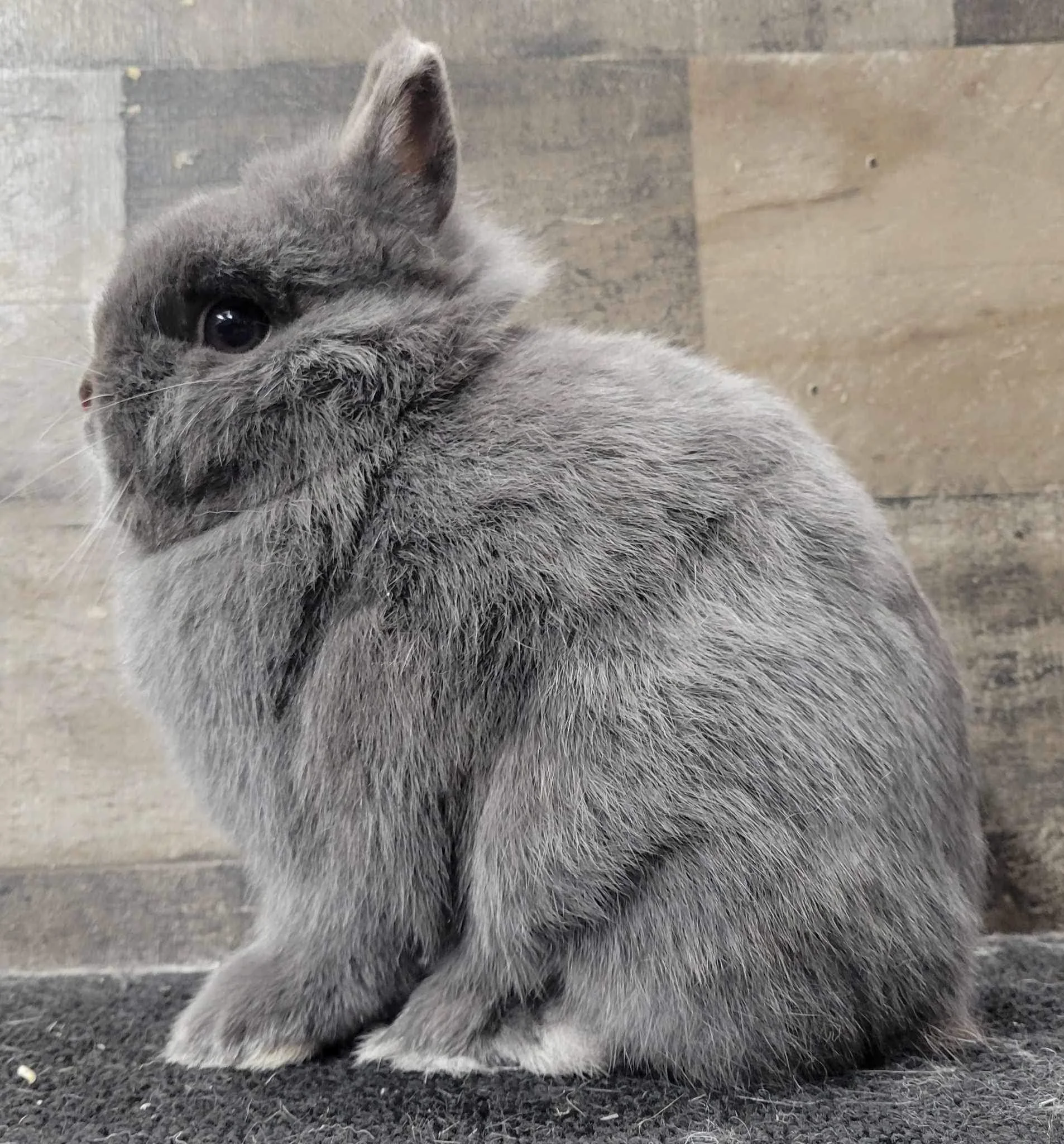 Charm Farm Nigerian Dwarf Goats and Netherland Dwarf Rabbits