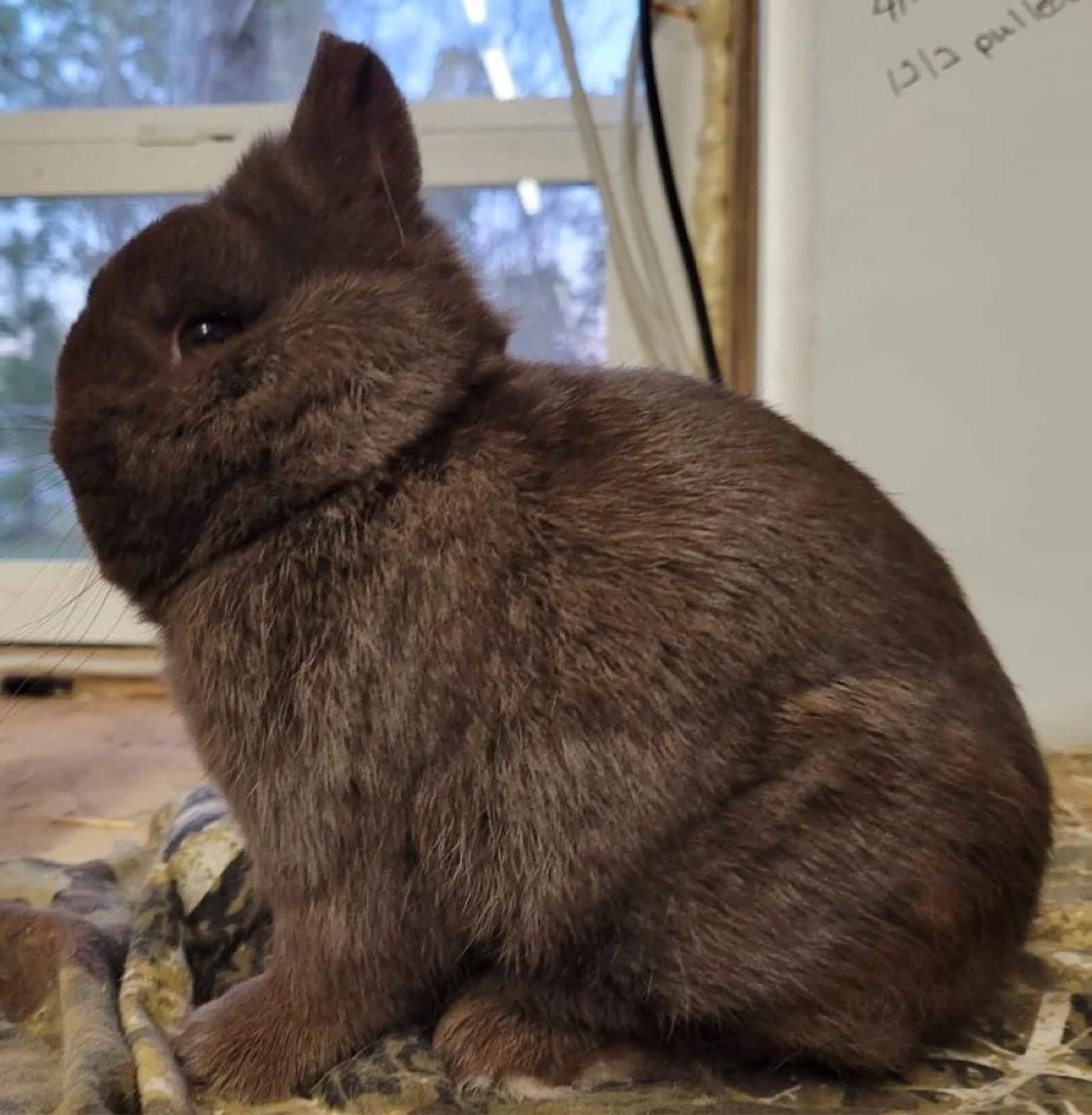Charm Farm Nigerian Dwarf Goats and Netherland Dwarf Rabbits