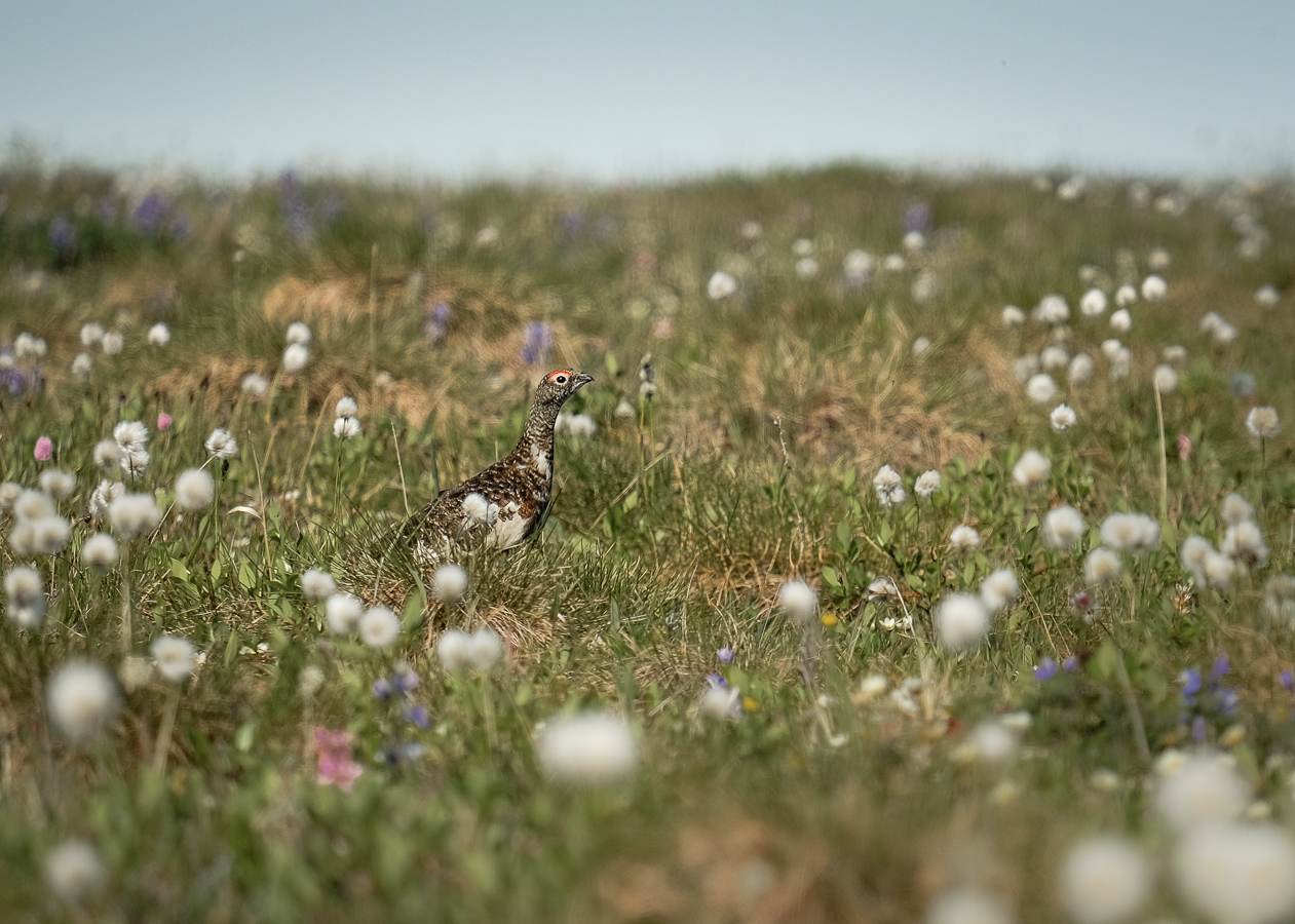 Spot the bird!