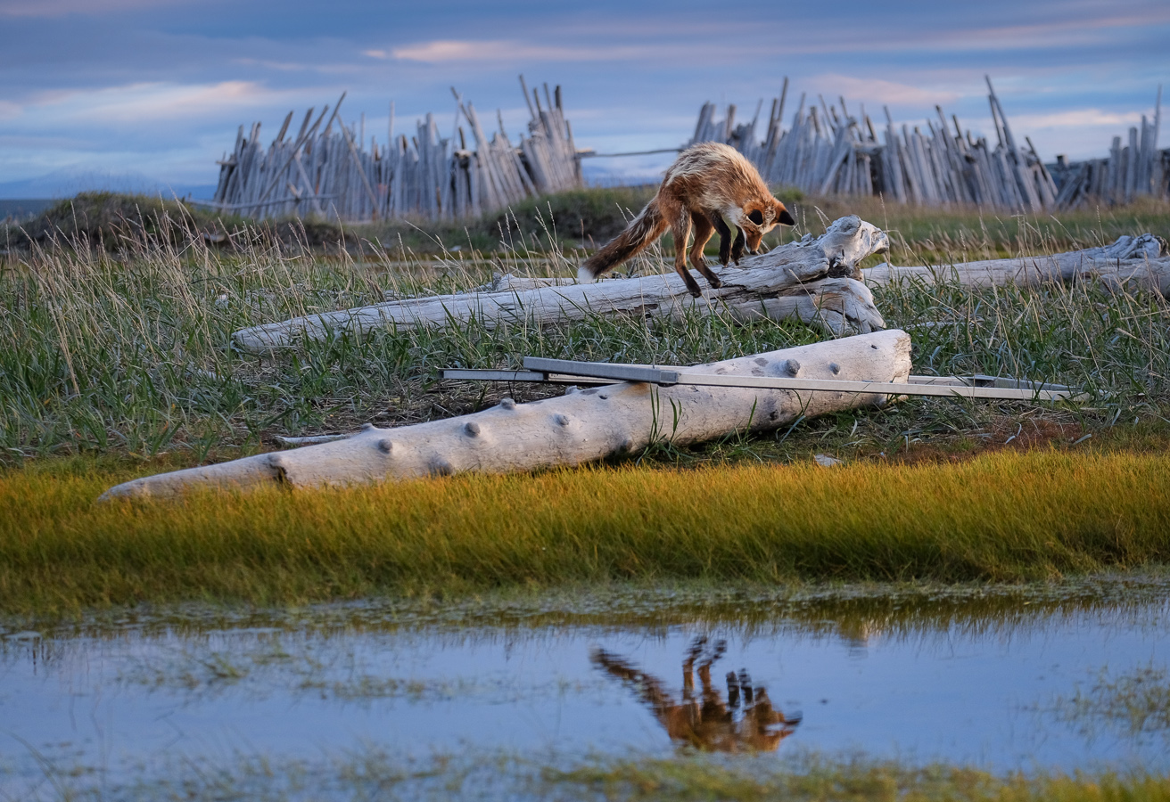 Fox on the hunt