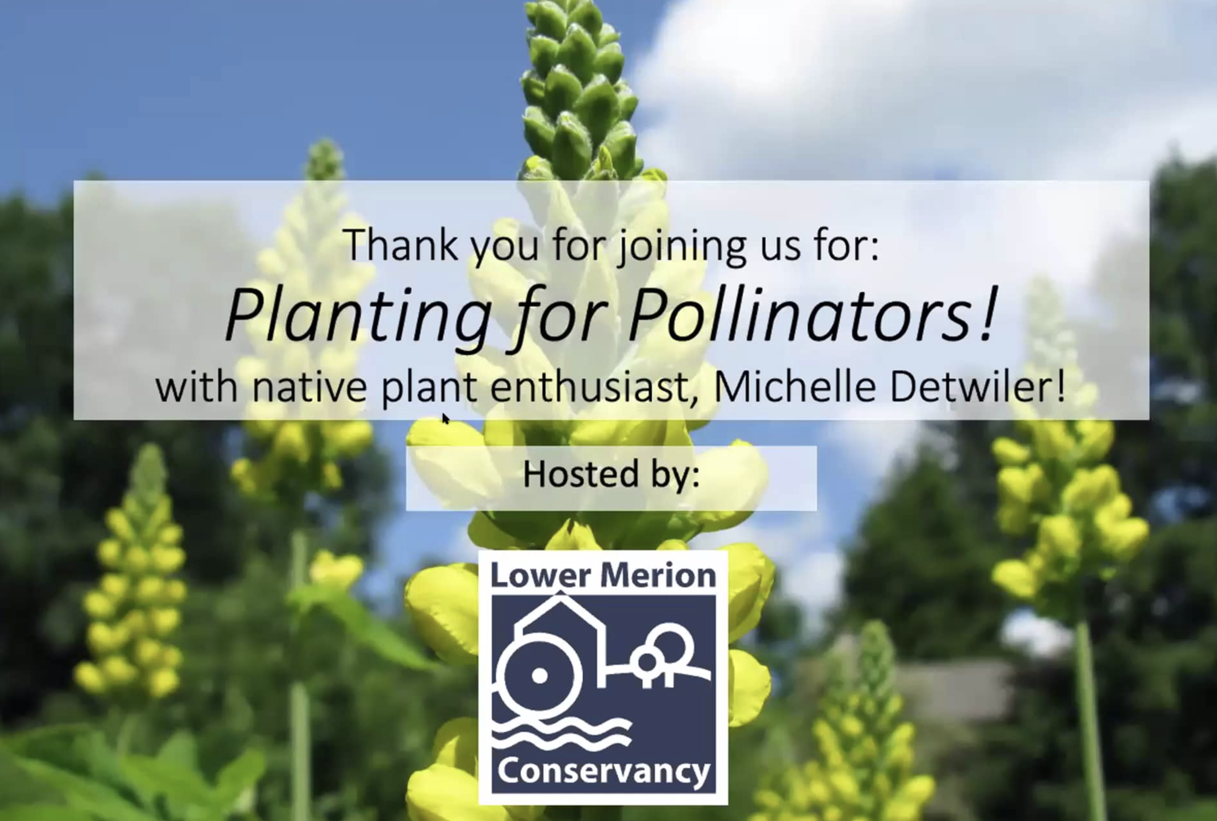View my talk about Planting for Pollinators here (22 April 2020).  The talk starts at minute 16:40.