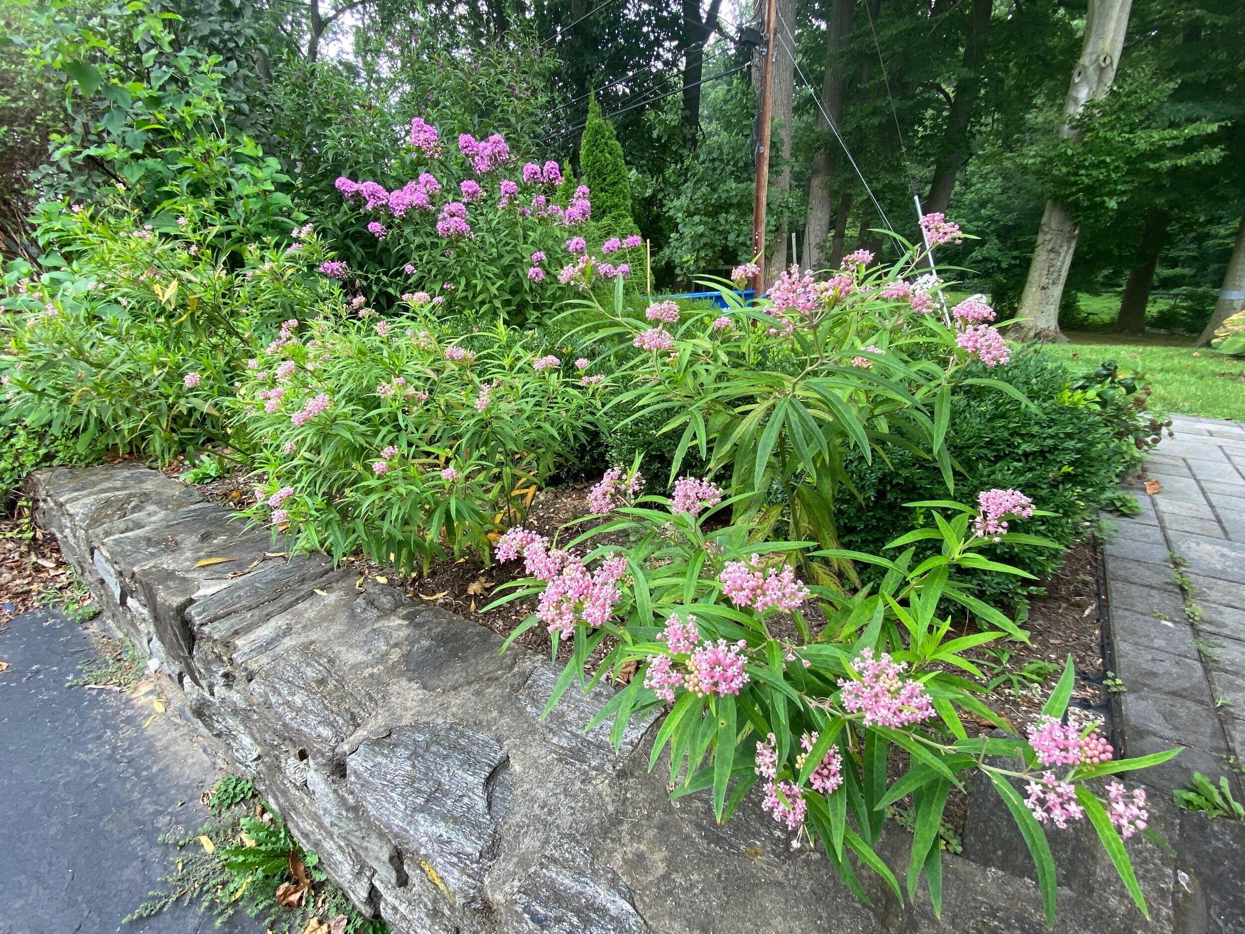 Incorporating Native Plants Into Your Space.  A Roadmap for Action.  Webinar for the Lower Merion Conservancy.  March 11, 2021