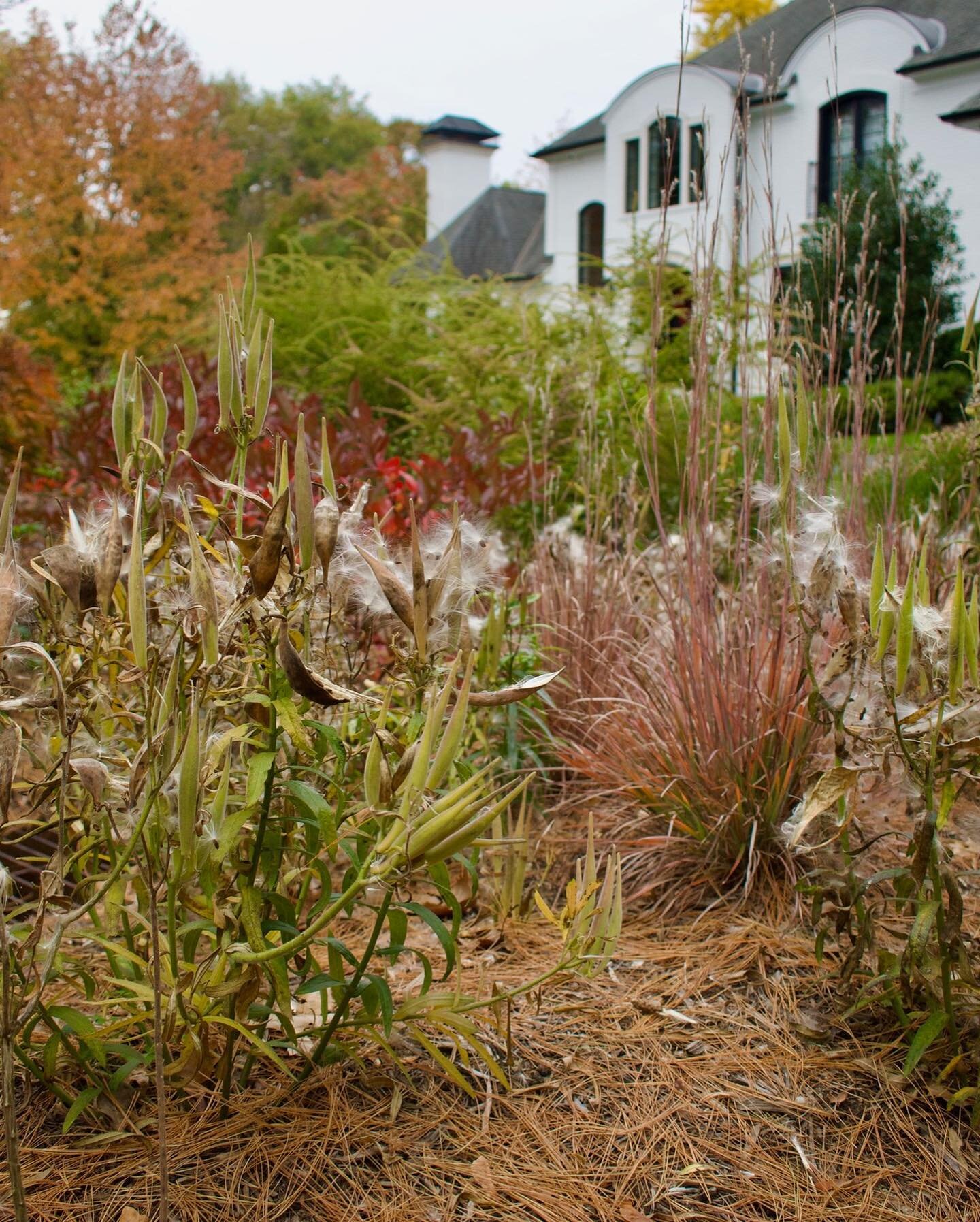 Sometimes the fluffy seed heads of orange milkweed just work.  Planted here with little bluestem grass against a backdrop of Virginia sweetspire and wrinkle-leaf goldenrod, the fall textures and colors create a moment of pause to reflect on seasonal 