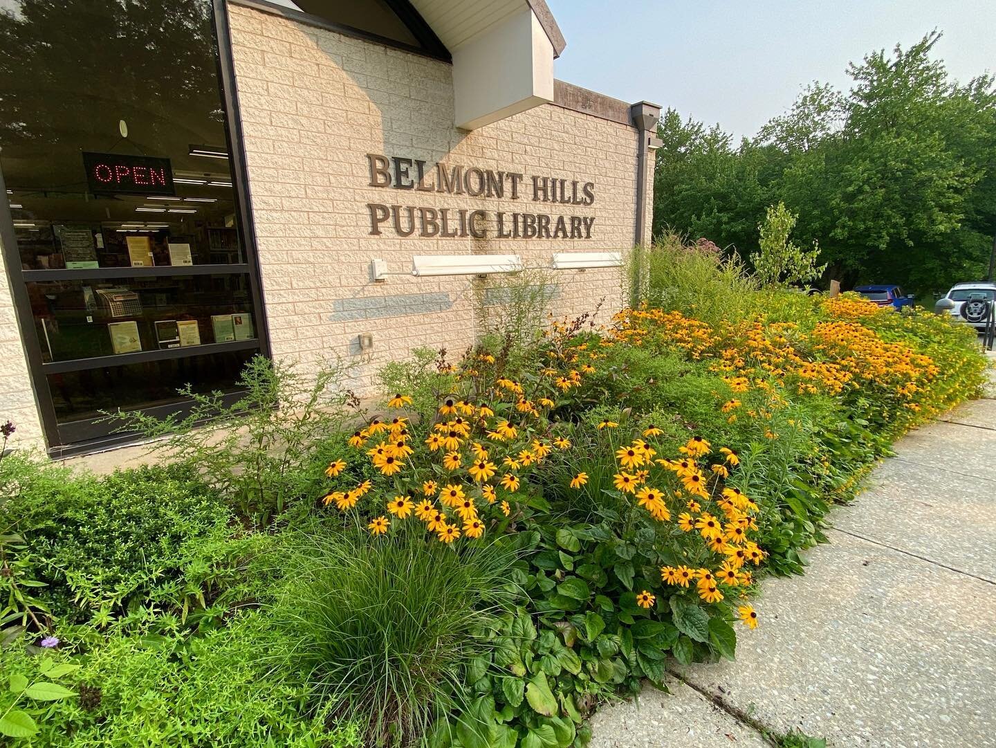 Successful conversion to native landscaping around the entrance to our local public library.  Belmont Hills and Penn Valley resident volunteers helped to install a monarch way station and Pollinator Pathway garden that I designed in the fall of 2021.