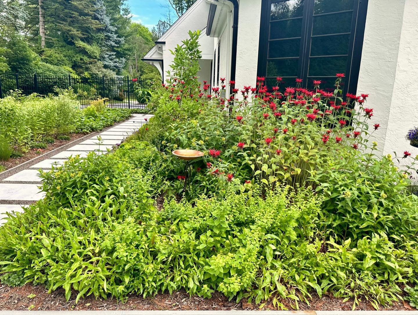Native plant combinations in client projects with the gloriously tall red beebalm, Monarda didyma &lsquo;Jacob Cline&rsquo;. 1,2,3) A cheerful early summer combo with the bee-loving Southern bush honeysuckle (Diervilla sessilifolia &lsquo;Butterfly&r