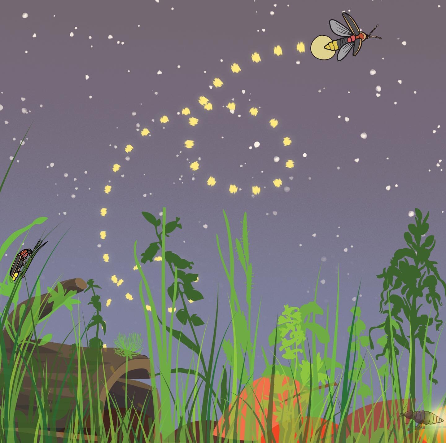 If you&rsquo;re local, consider joining me in person tomorrow (Wednesday, 6/28) for a talk about land stewardship on behalf of our beloved fireflies!  I&rsquo;ll touch on their life cycle, common species in our area, and ways to support them in your 