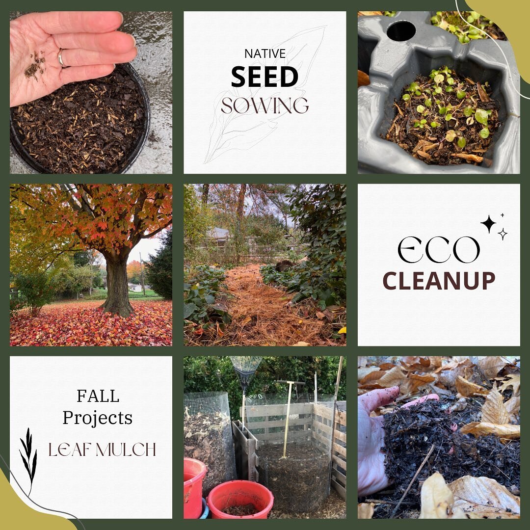 Join me this Sunday (Nov. 27) at 11 AM for a nursery yard talk on seed sowing, eco-clean up, and fall projects like building a simple leaf bin. Get ideas on how to honor fall leaves, feel real leaf compost after 1 year of decomposition, and sow a nat