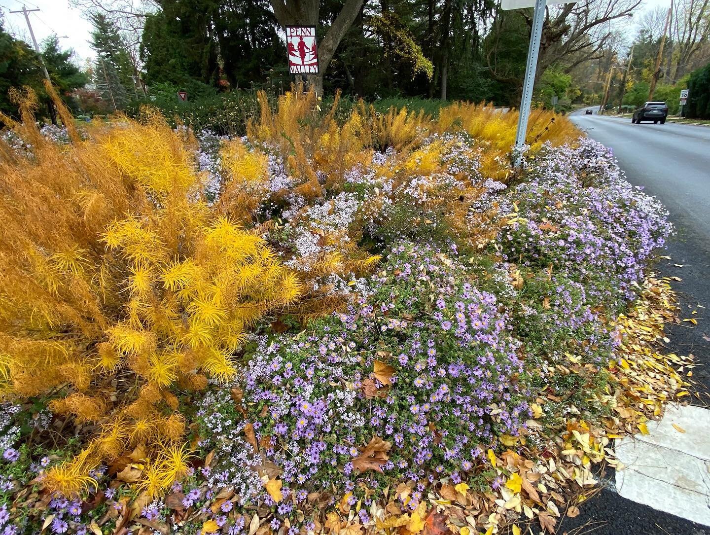 Aromatic and blue wood asters explode with blooms in this public traffic island that I&rsquo;ve stewarded for almost 7 years. Late season warmth encourages continuous flowering, and the plants still buzz with bees. I&rsquo;m able to leave all of the 
