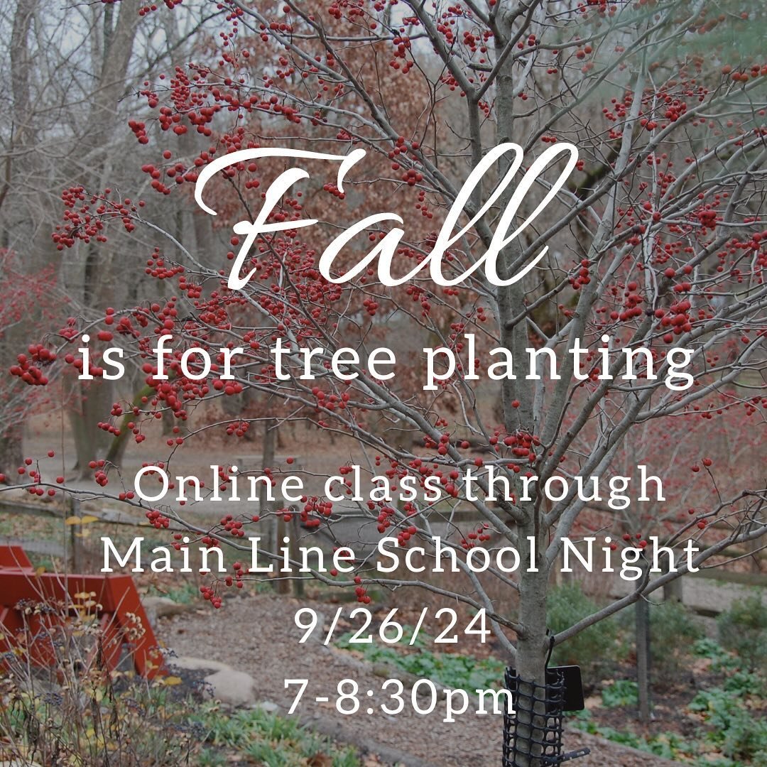 Interested in providing more bird habitat, shade and beauty in your space? Join me next Thursday online to learn about keystone tree species with the most impact for the food web. Get tips on picking the right tree for your site conditions, and learn