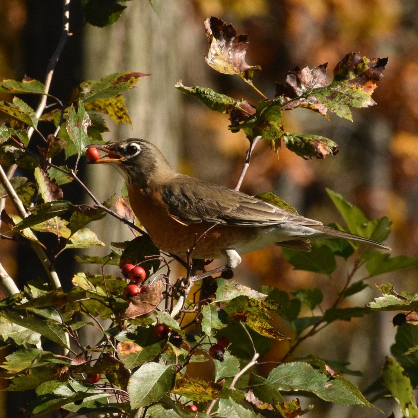Join me this Thursday night at the Narberth Area Garden Club for tips on creating outdoor spaces friendly to birds. I&rsquo;ll discuss keystone plants for baby birds, the best native shrubs to support migrating species, winter habitat, practical appr