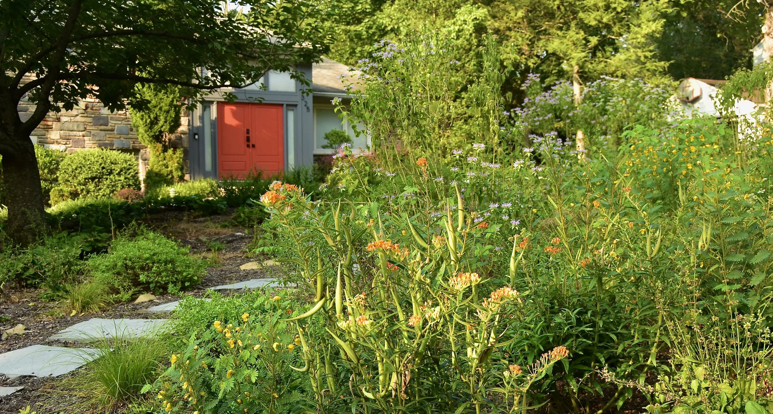 Orange door wants more! (and front yard lawn replacement)