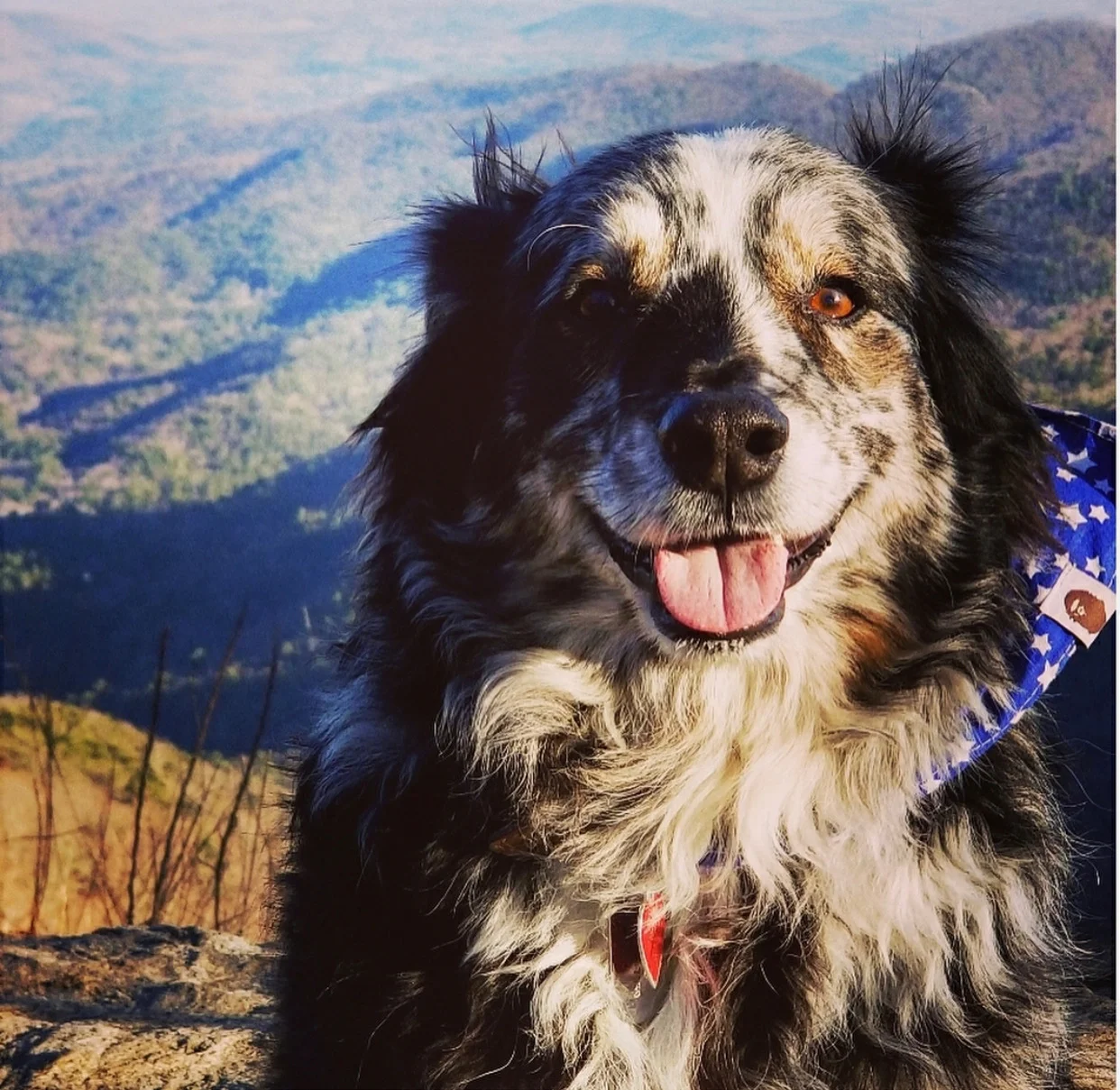 Mojo