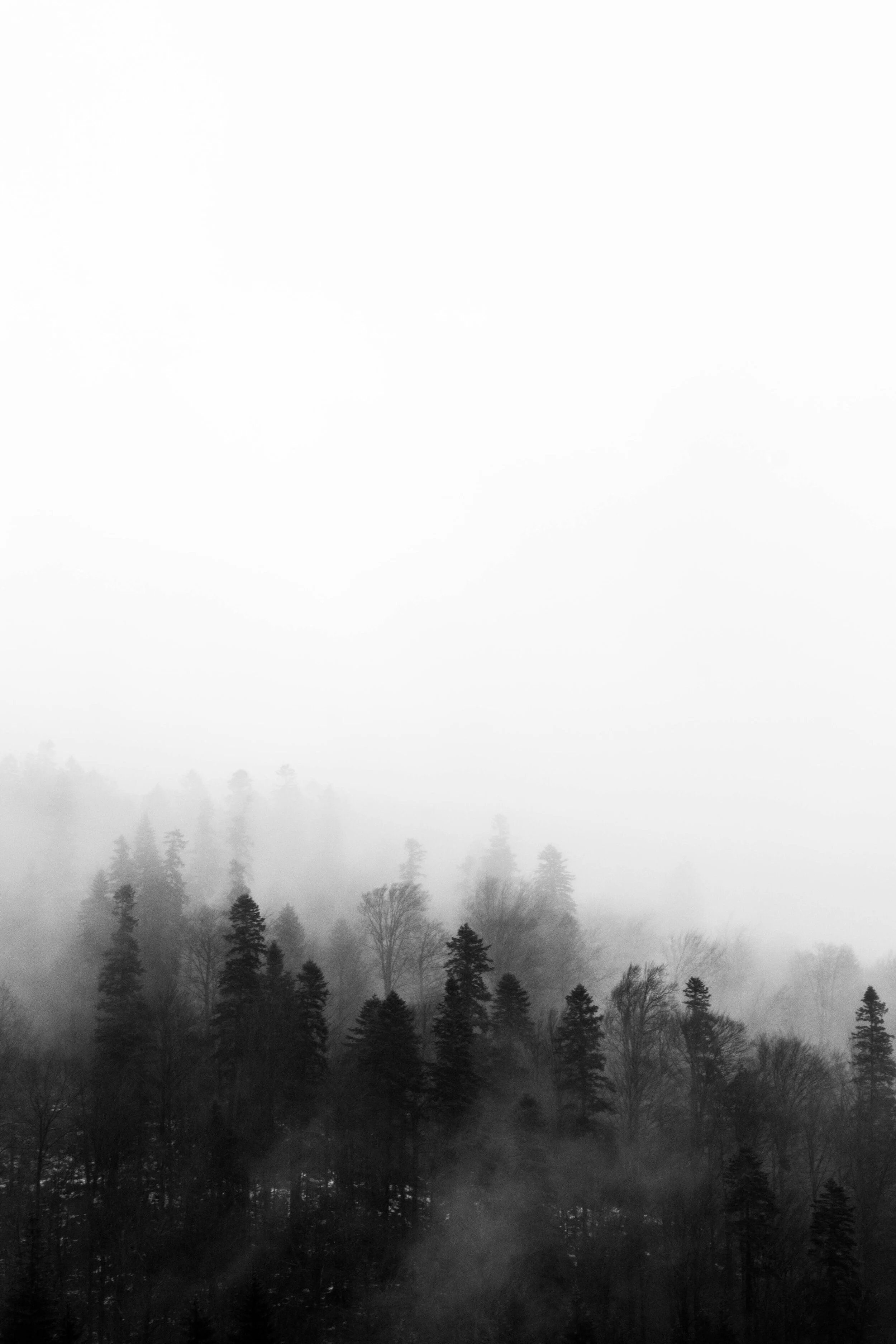 trees-1061623.jpg
