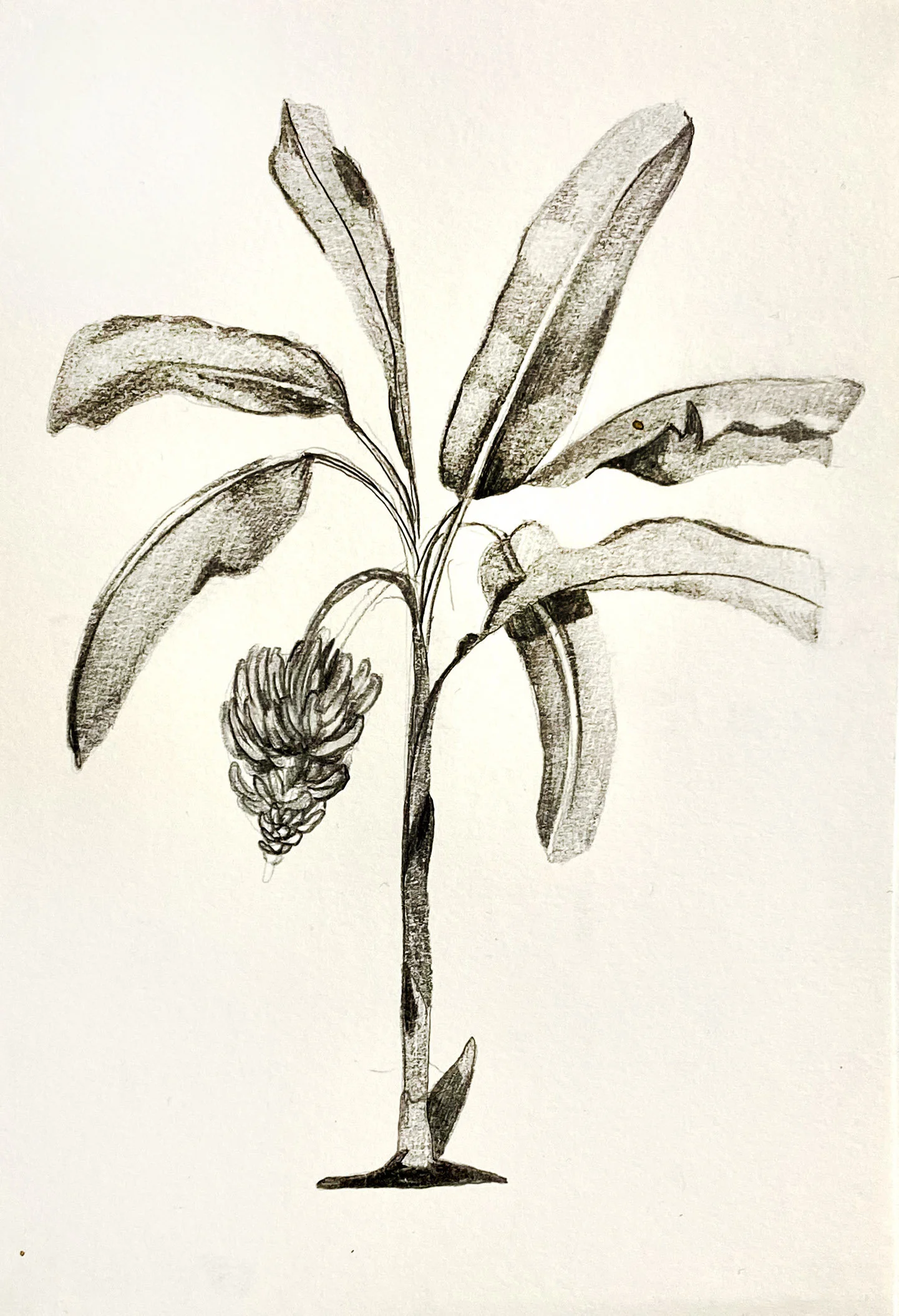 banana palm.jpg