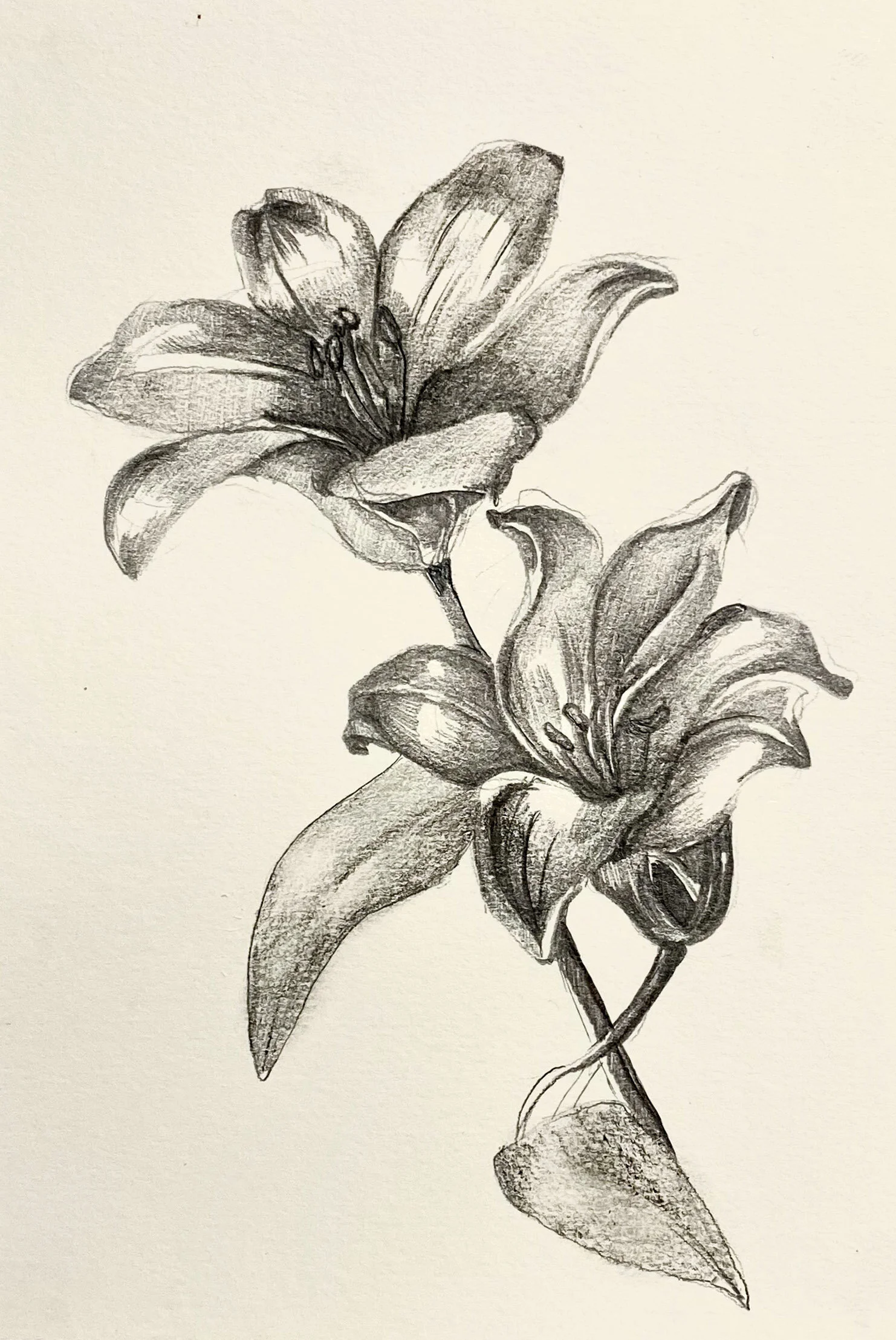lillies.jpg