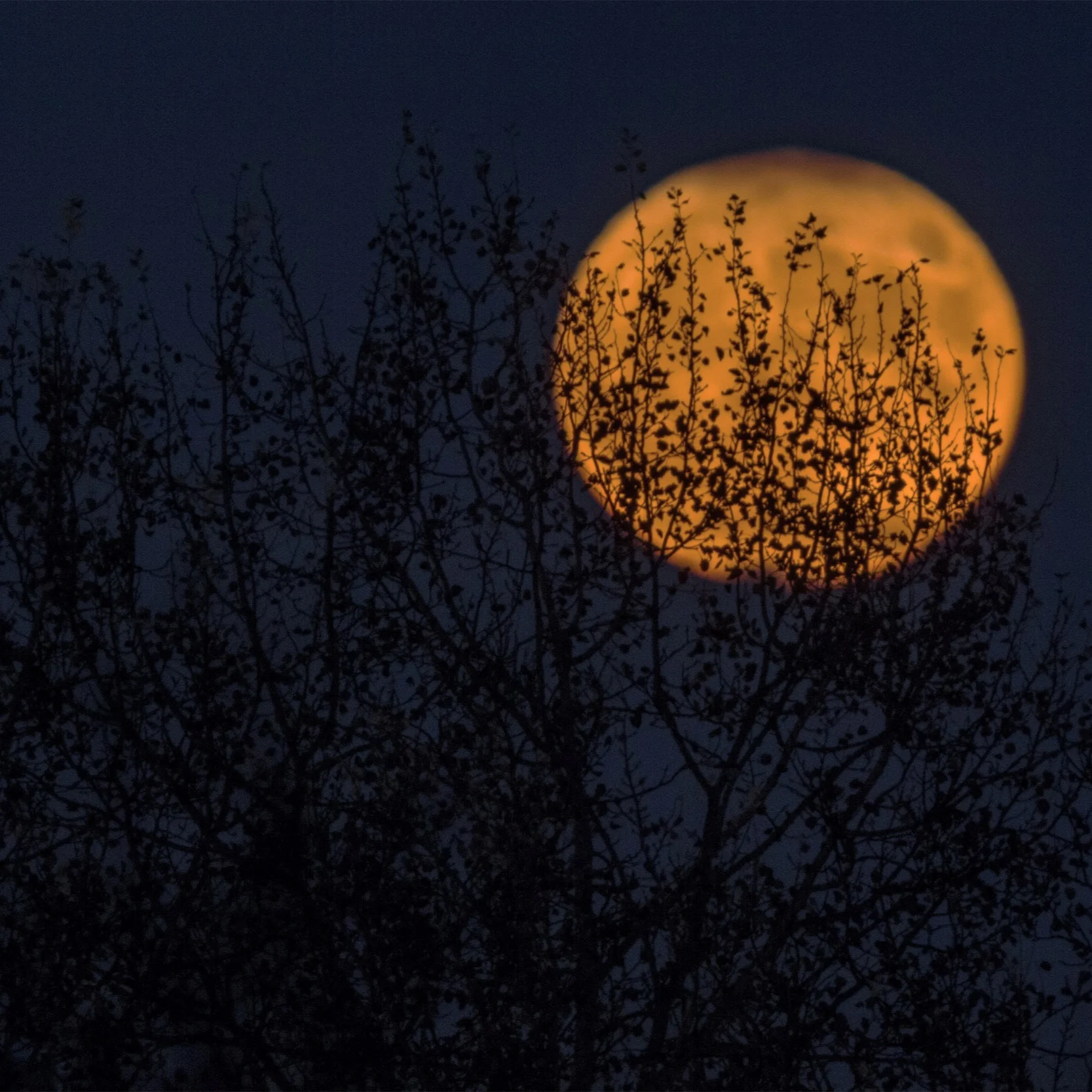 Episode 021: Alone in the Woods at Night