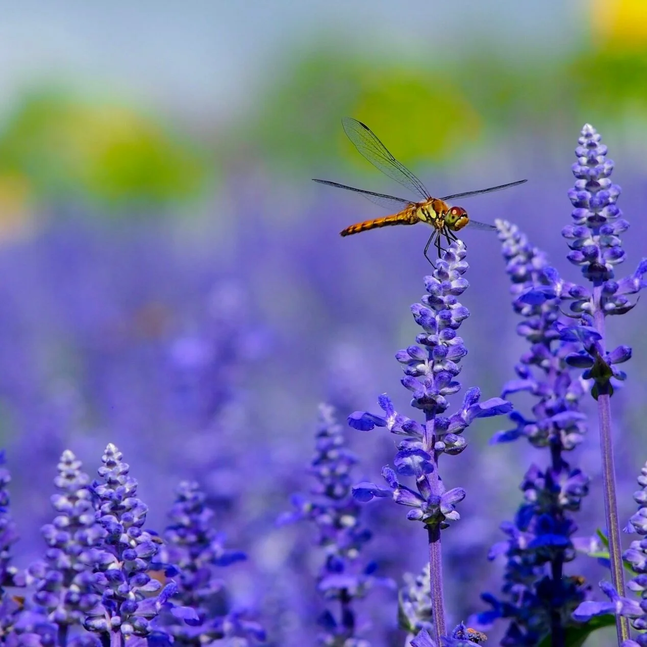 Episode 062 and 064: Pursuing a Healthy Mind, Body, and Spirit with Daniel and Katie Hackett