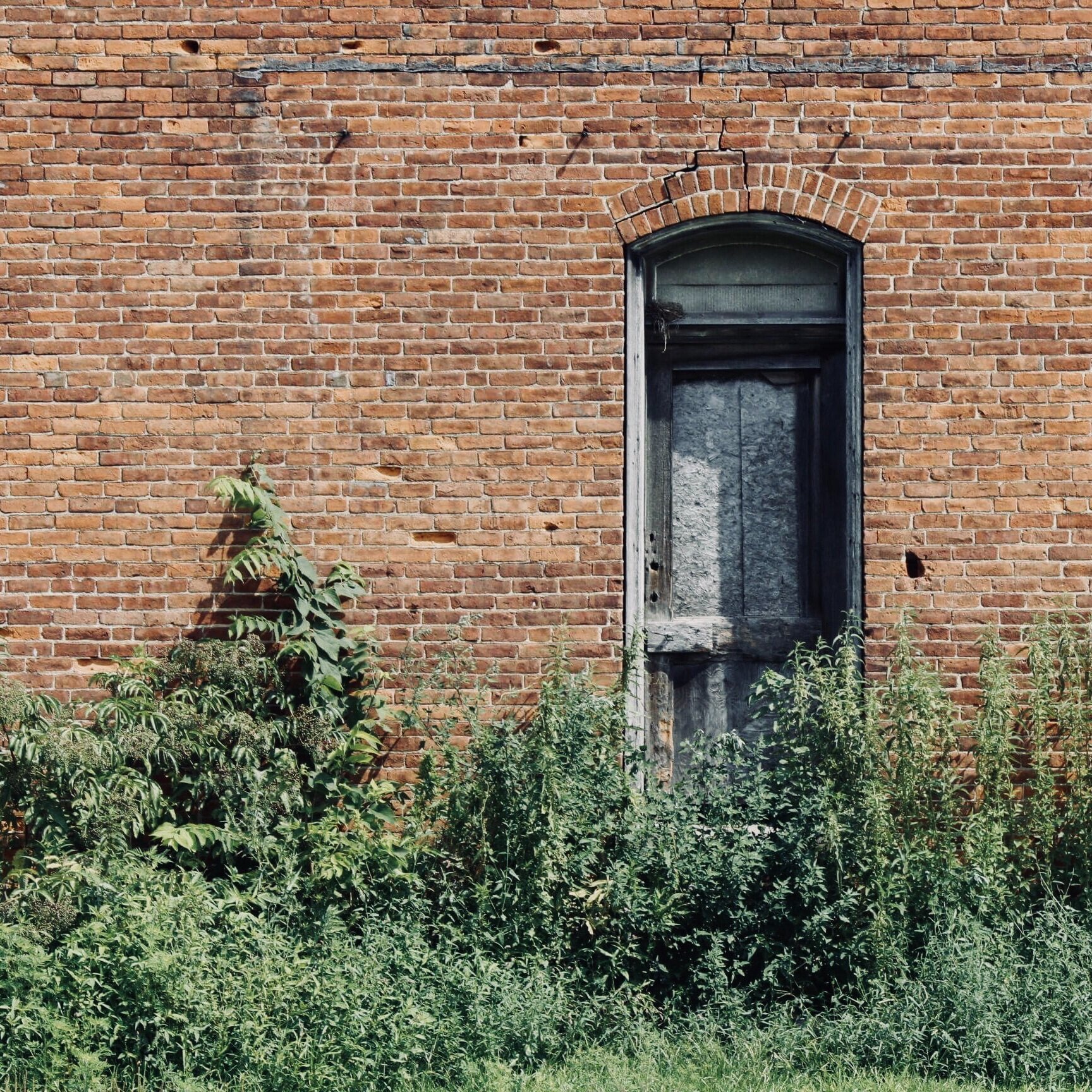 Episode 116: Eat More Weeds! Foraging Wild Lambsquarters