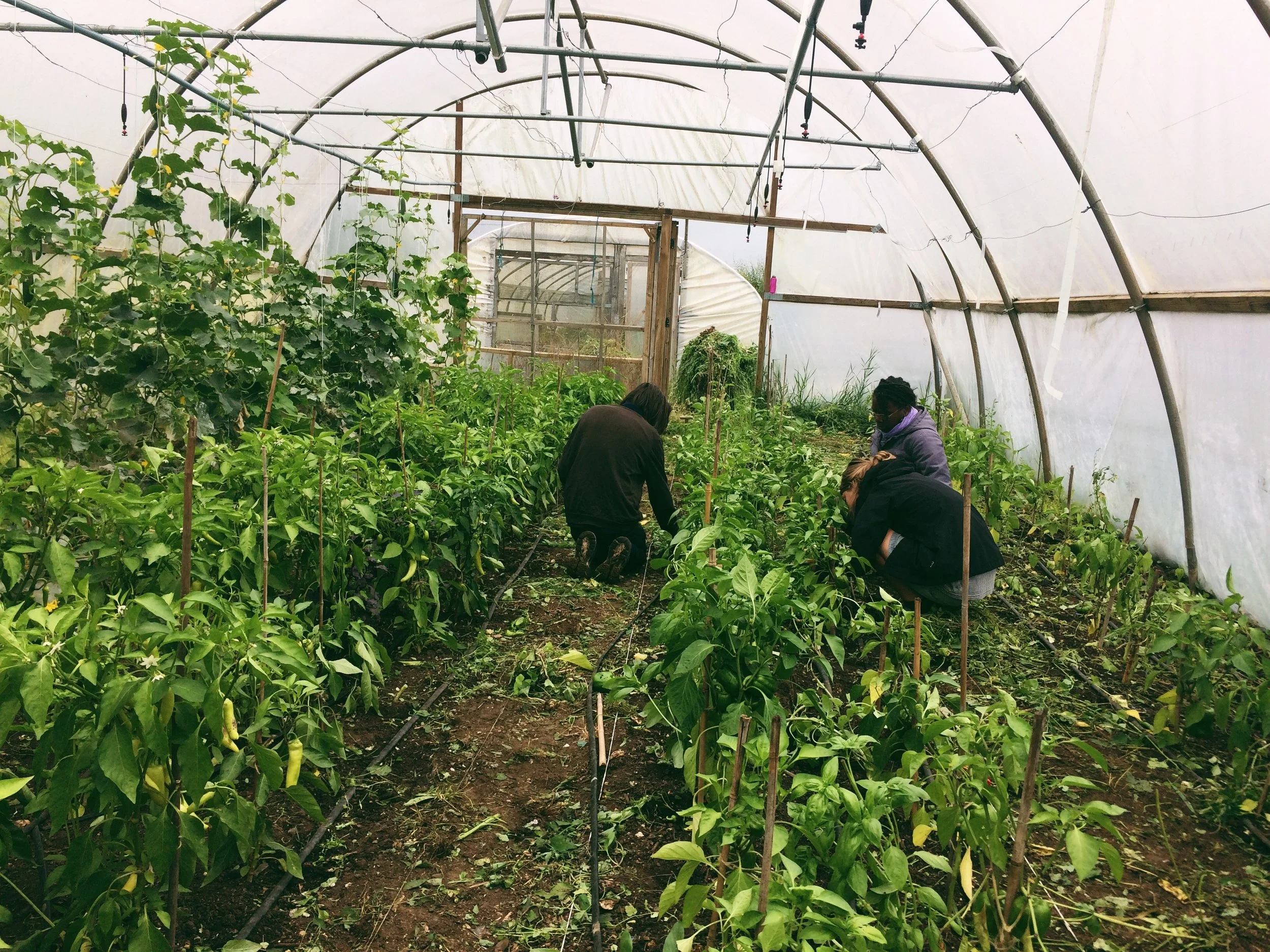 How Growing Food Can Improve Your Mental Health 