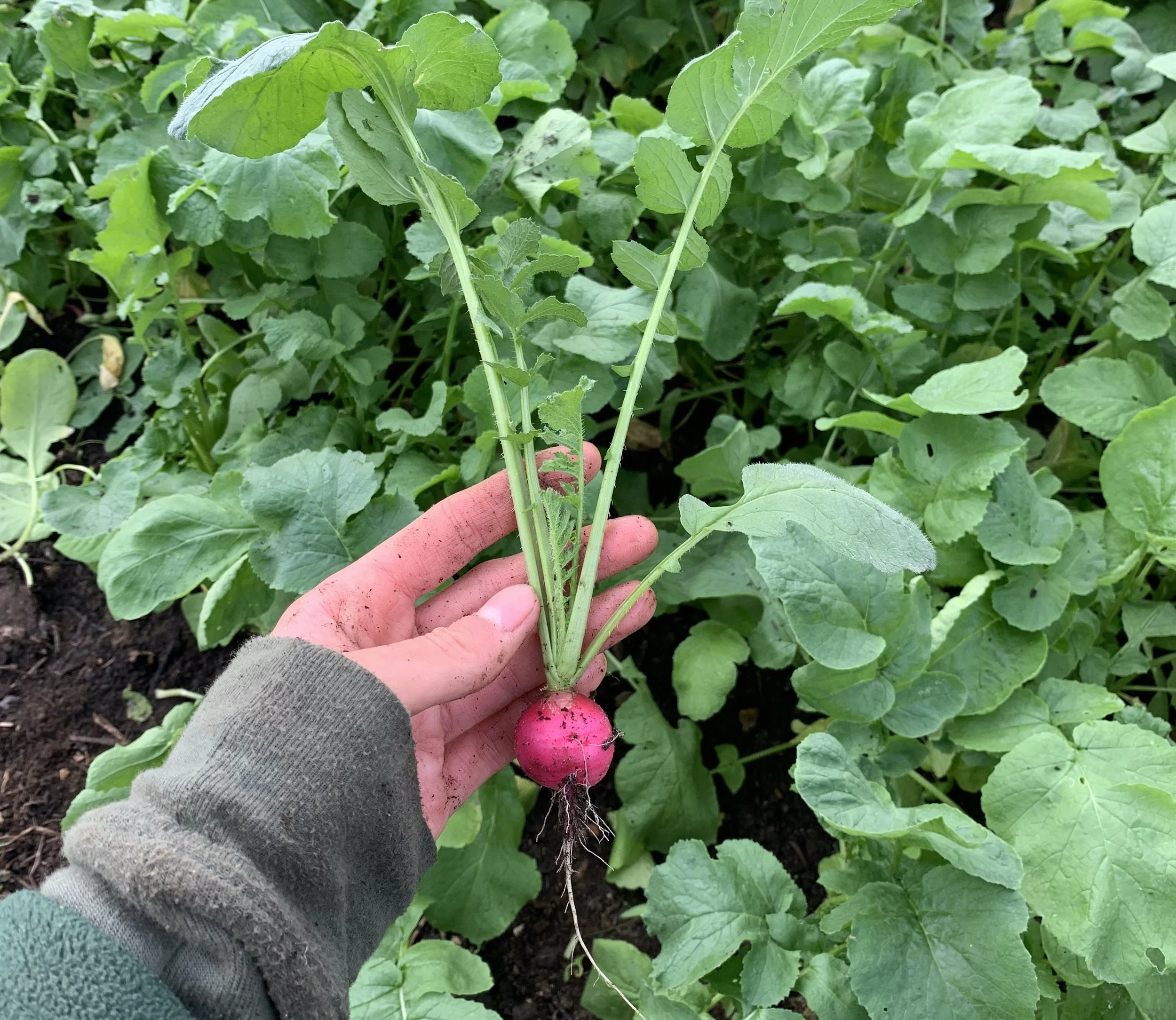 What's the Hungry Gap? 