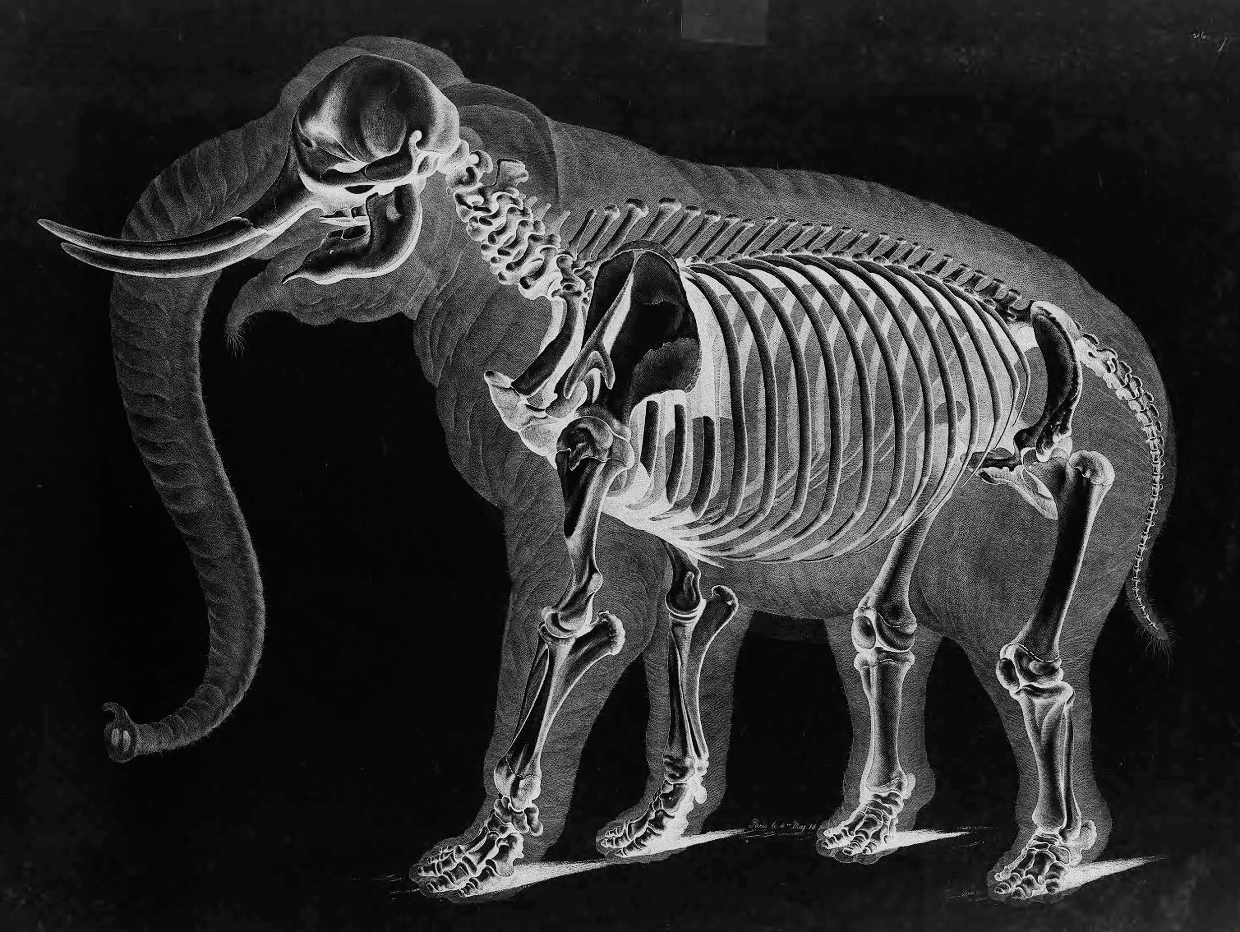 elephant-skeleton-by-eduard-joseph-d-alton-circa-1821-invert.jpg