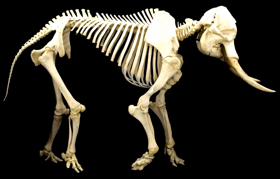 Elephant_skeleton.JPG