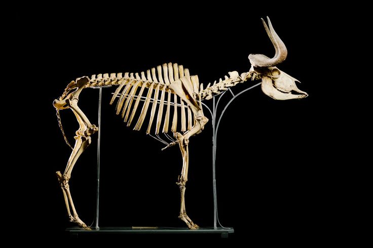 It all starts with a skeleton - this gives at least an understanding of what goes on below the surface, and later how the muscles wrap around the bones. Then comes the exciting part of interpreting how the muscles move when the animal is in action.