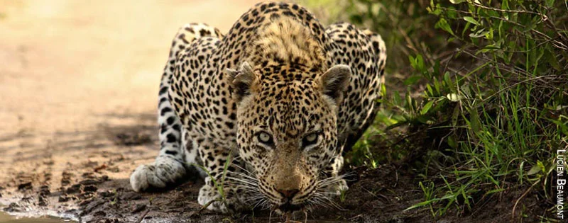 the-big-five-leopard.jpg