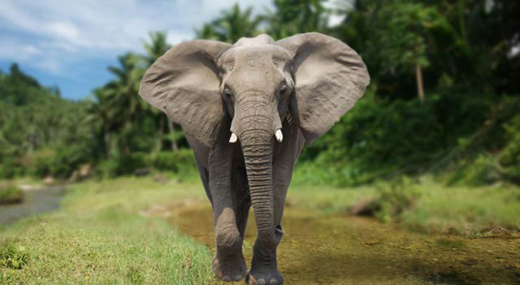 elephant-walking.jpg