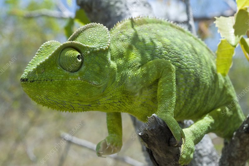 You just have to look at each of these pictures, and see how the chameleons take on the tones and patterns of their environment to understand that they are true masters of camouflage.