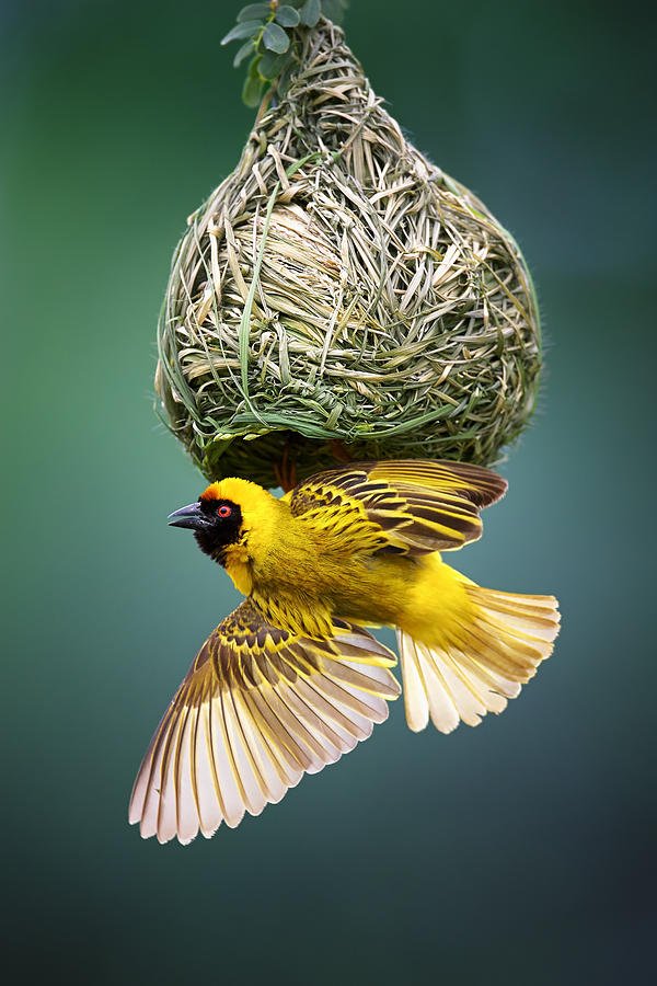 masked-weaver-at-nest-johan-swanepoel.jpg