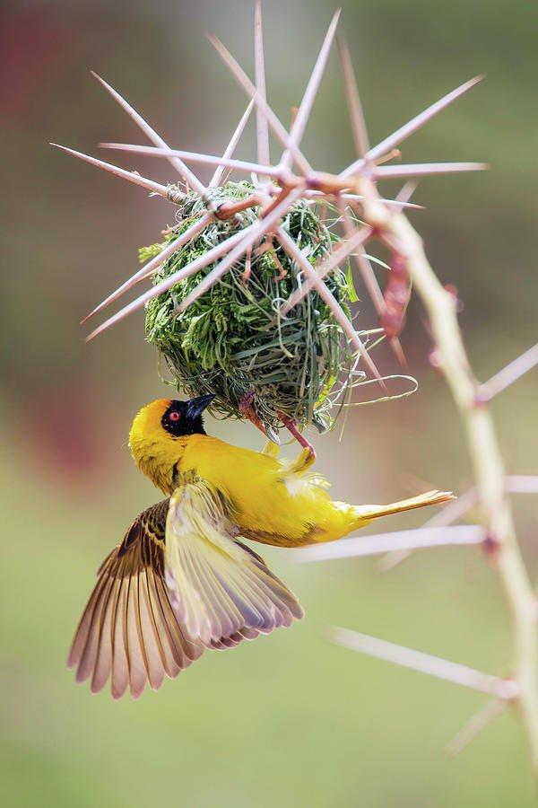 southern-masked-weaver-building-nest-simon-booth.jpg