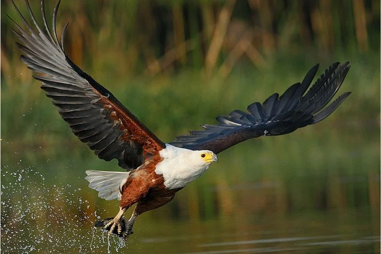 8. article_fish_eagle-1.jpg