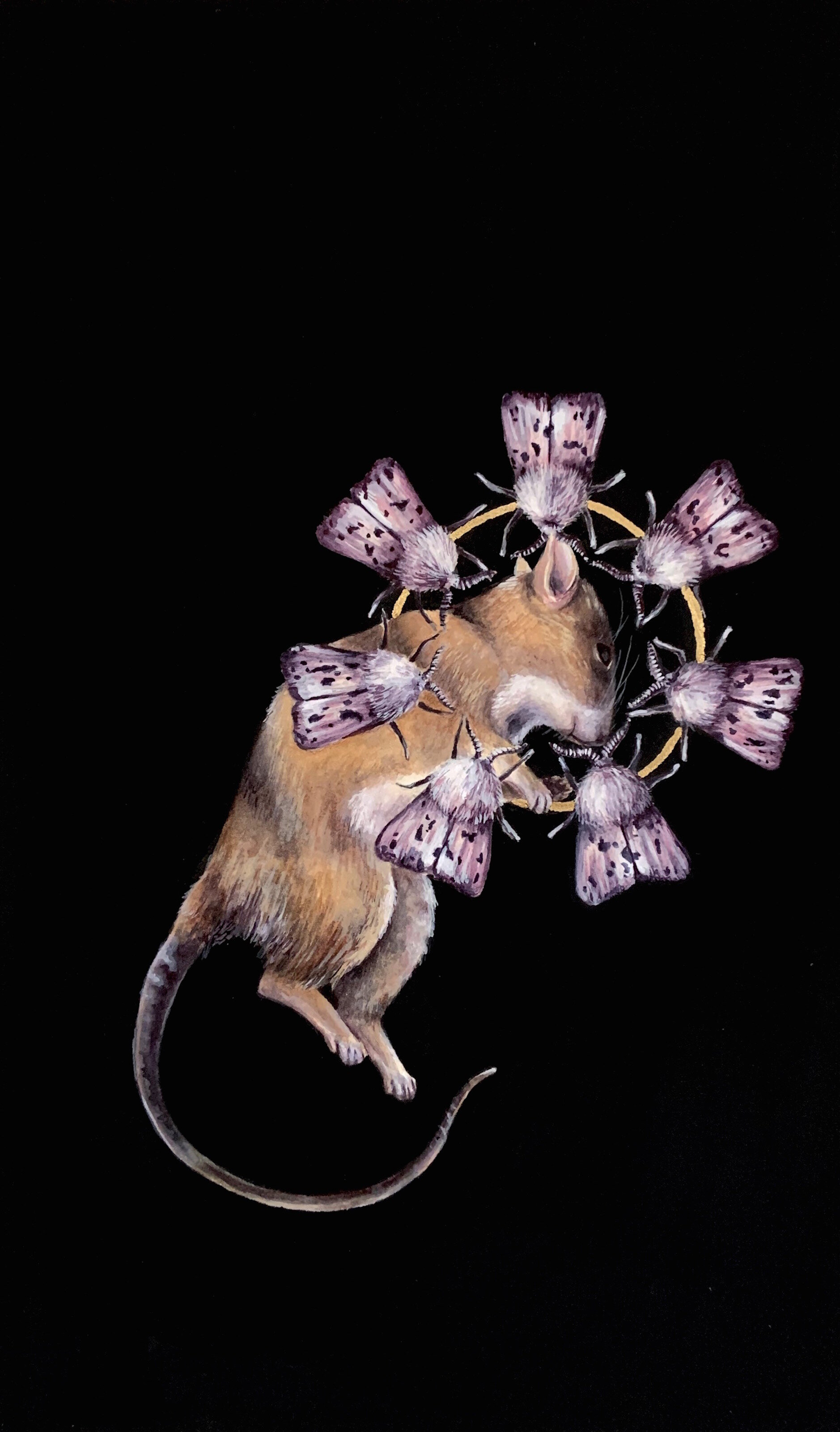 mouse.jpg