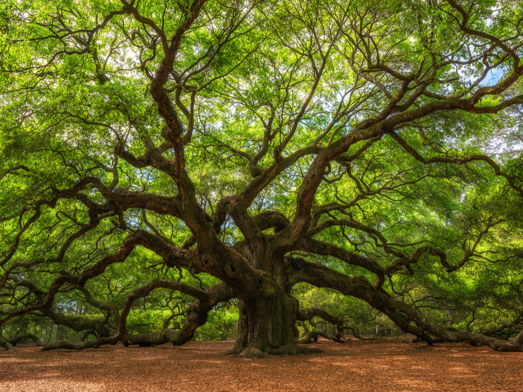 the-tree.jpg