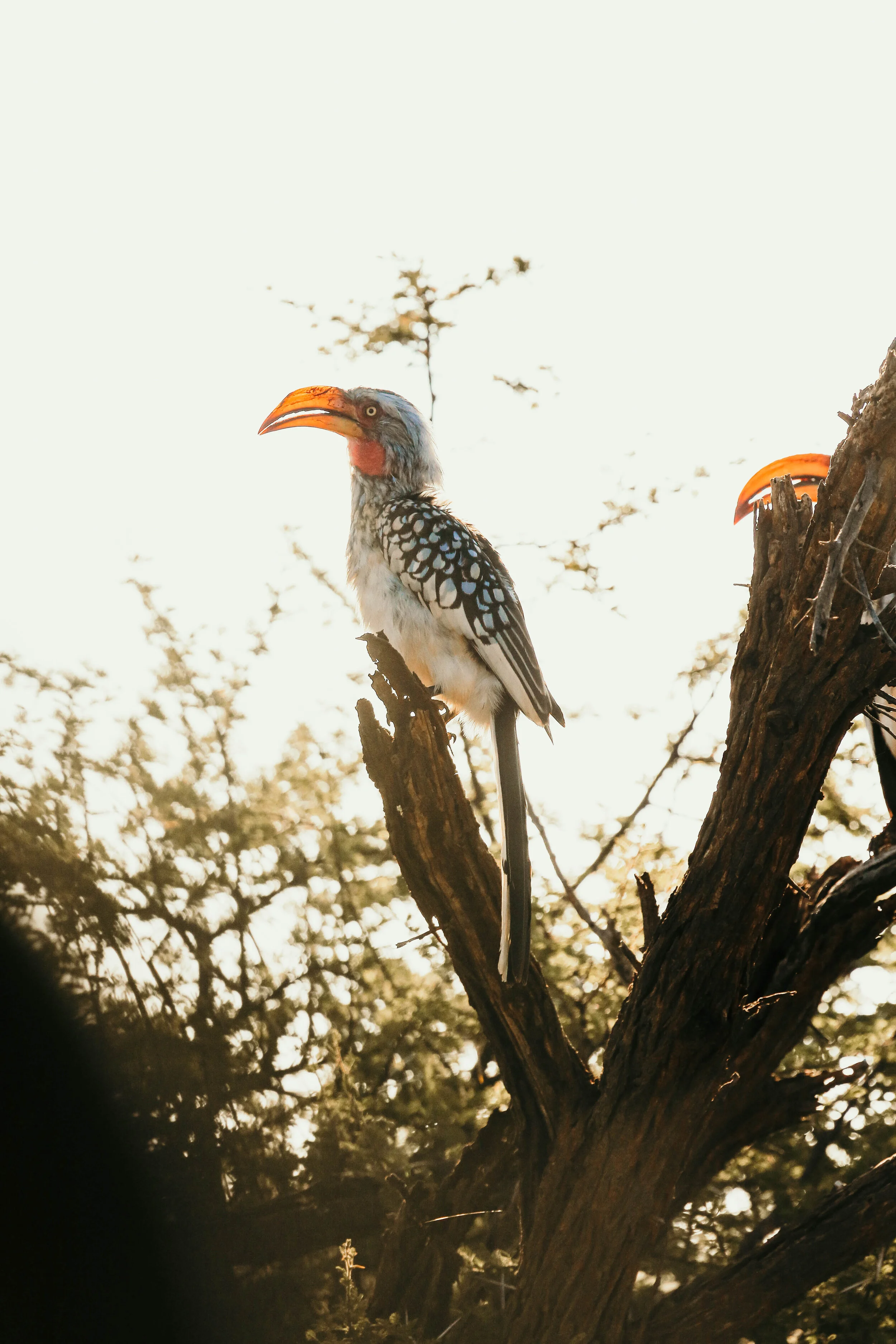 madikwe_2021-5716.jpg