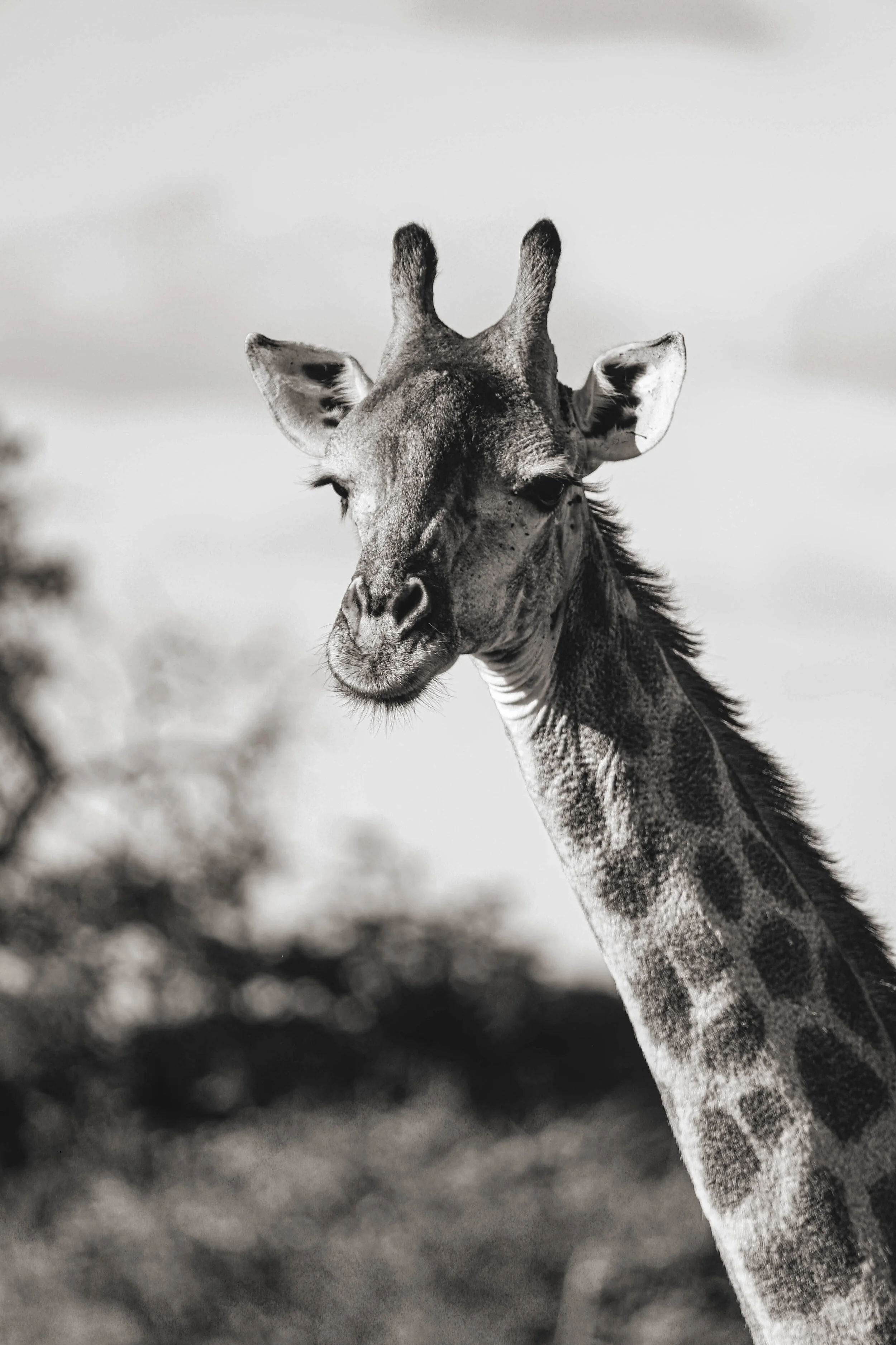 PHINDA-PRINTS-1504.jpg