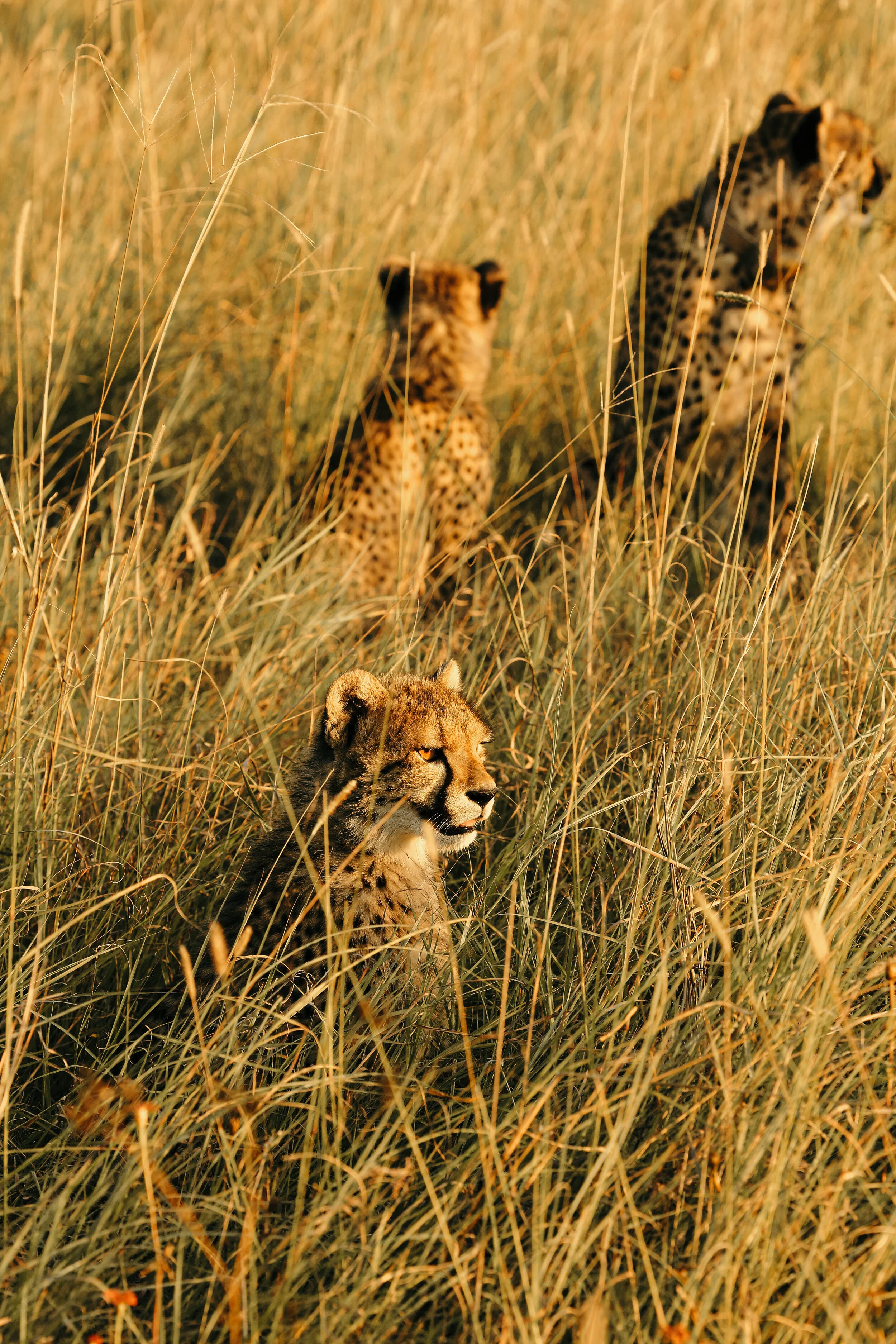 madikwe_2021-5246.jpg