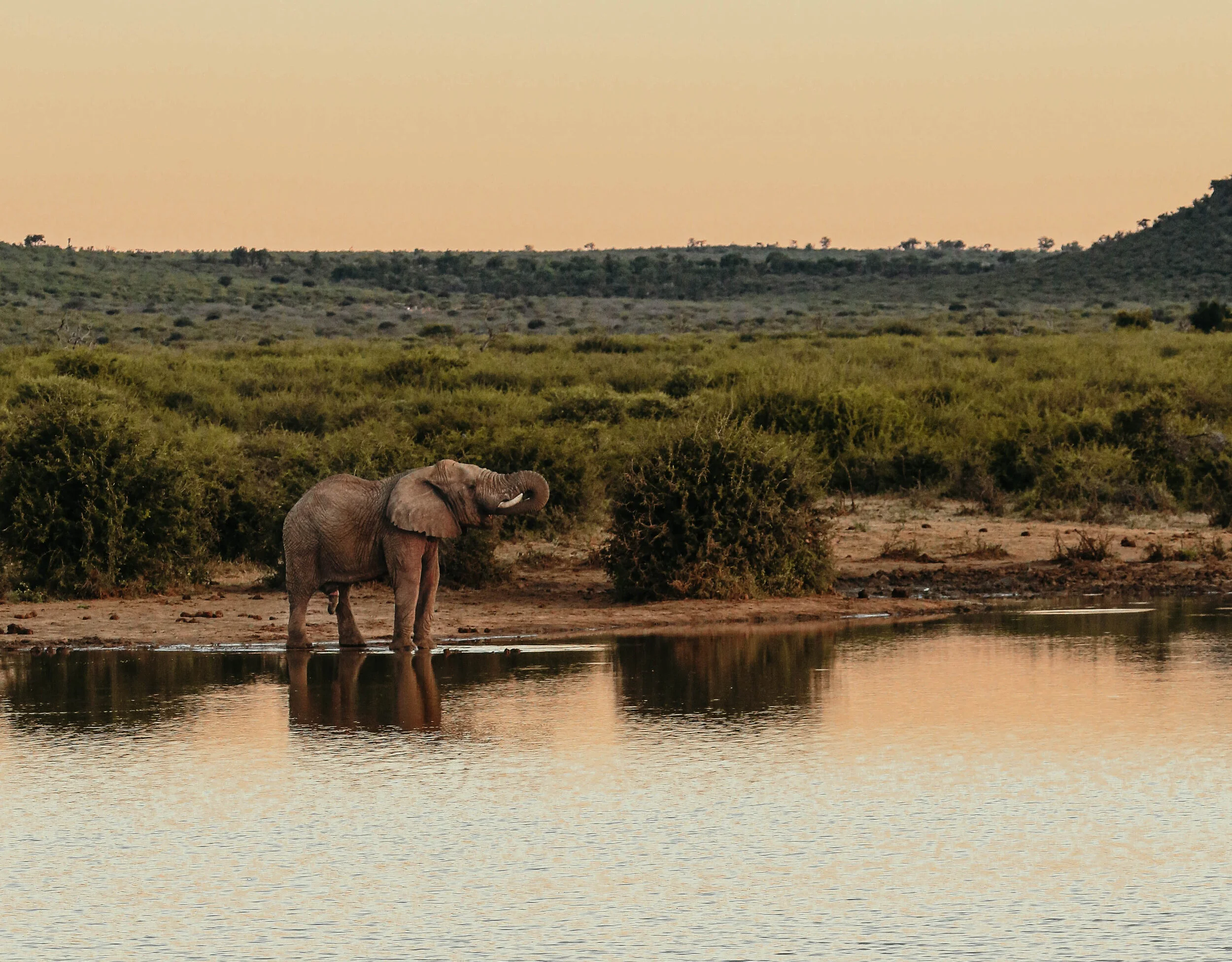 madikwe_prints-6.jpg