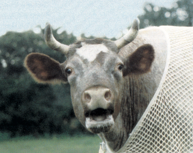 The Vegetarian Society