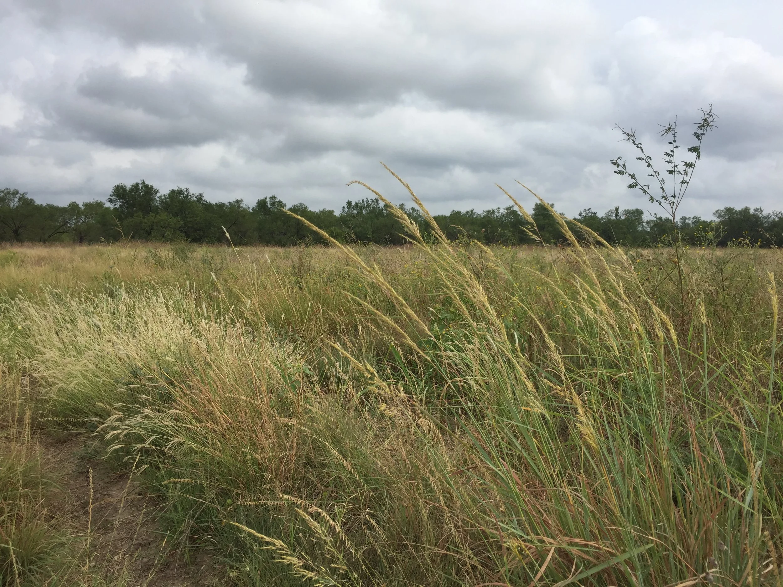 Native grass that heals the land — The Pastoralist