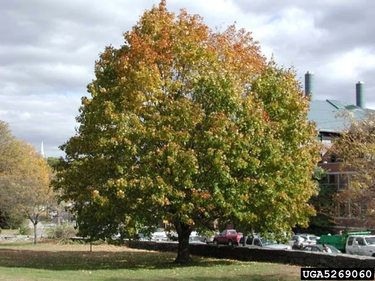 Noway Maple Tree.jpg
