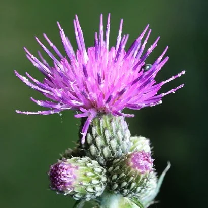 Credit: http://www.english-country-garden.com
