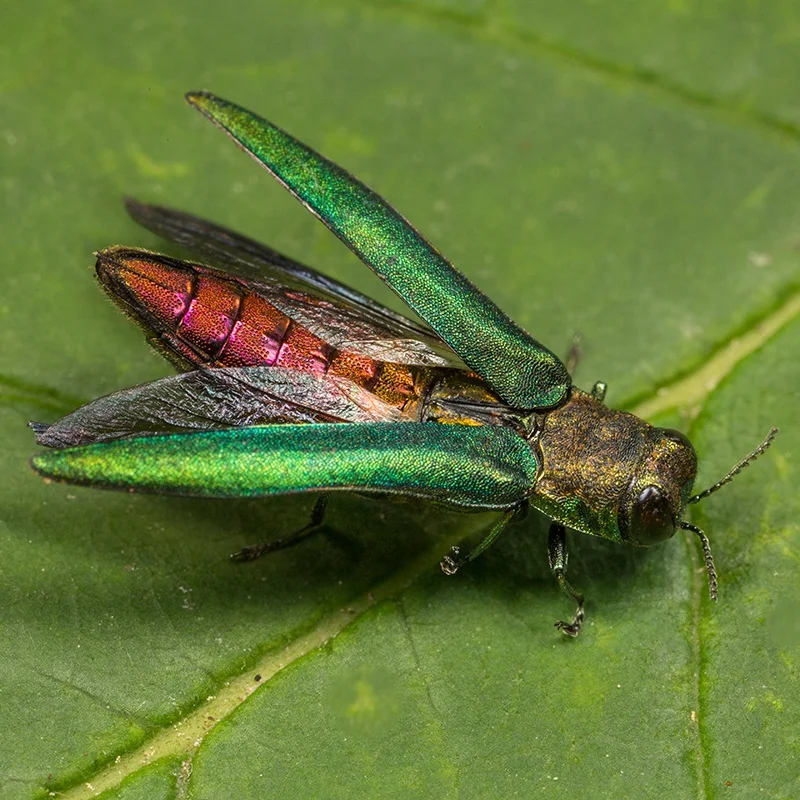 Credit: https://www.northernvirginiamag.com
