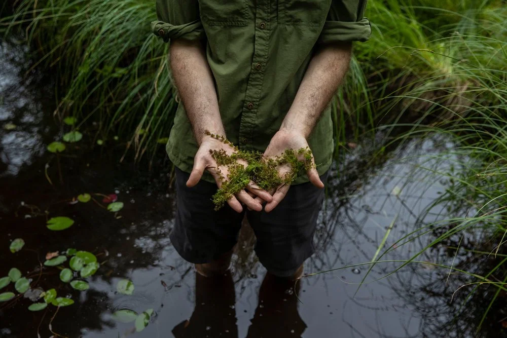 Michael Tessler, a biologist at the American Museum of Natural History, holding waterwheels, a carnivorous aquatic plant, in Big Pond near New York’s Catskill Mountains. Photo Credit: Brittainy Newman/The New York Times