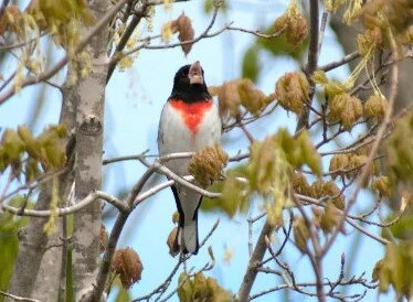 Out There: Backyard Birding