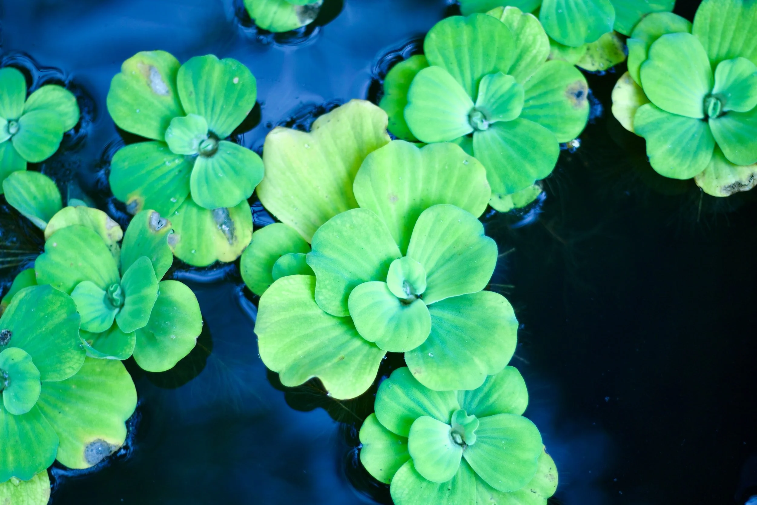 unsplash-image-xB8T5-i-DKI.jpg