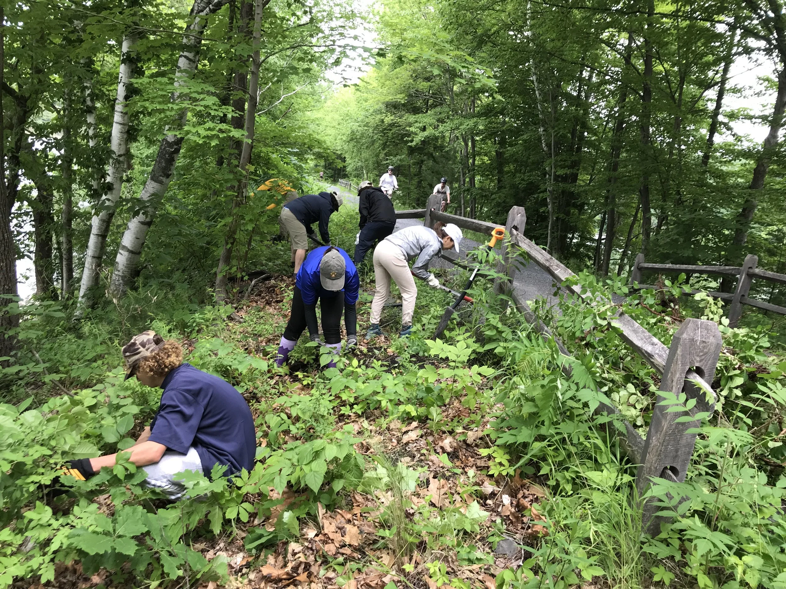 Managing Trailside Invasives